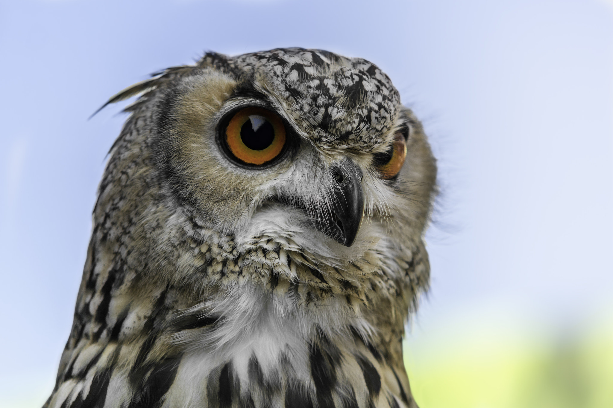 Sigma 50-150mm F2.8 EX APO DC HSM II sample photo. Owl photography