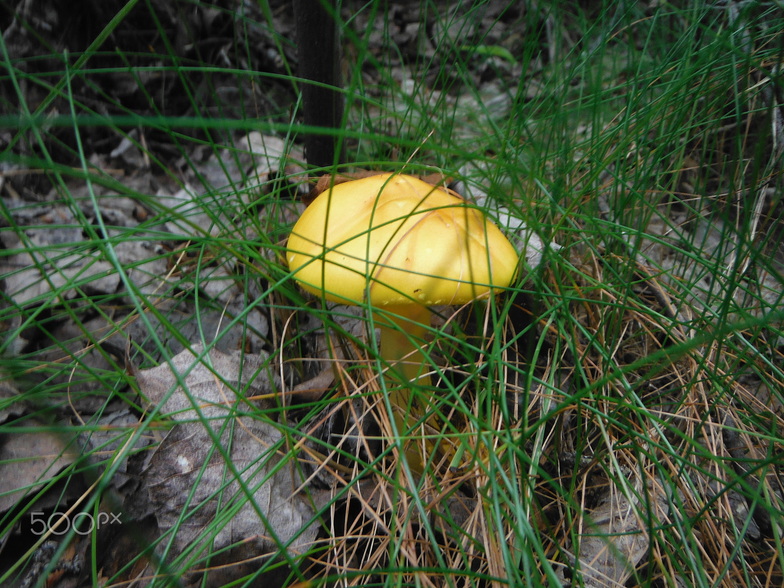 Fujifilm FinePix XP50 sample photo. Yellow mushroom photography