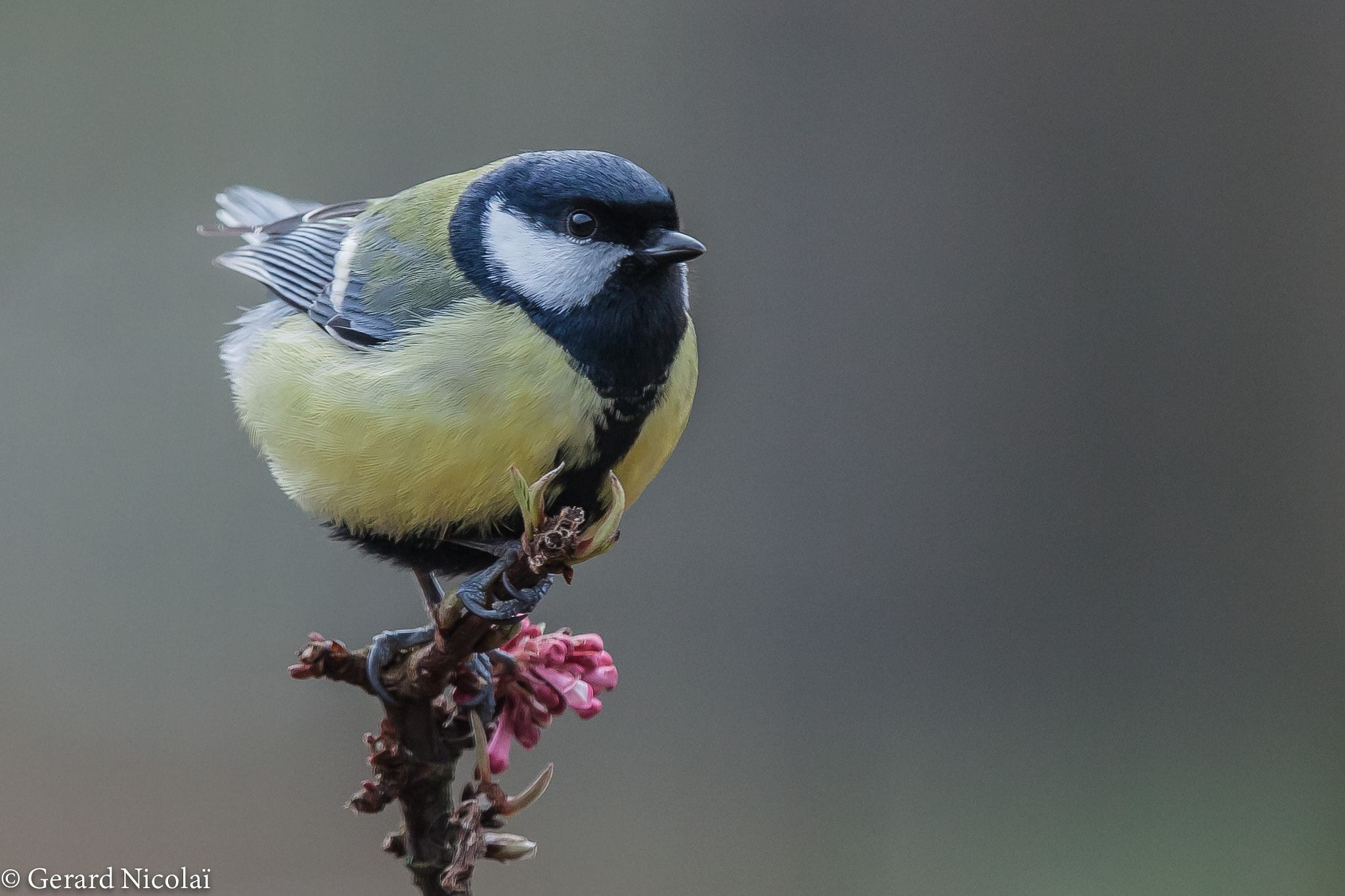 Canon EF 300mm F2.8L IS USM sample photo. Great tit photography