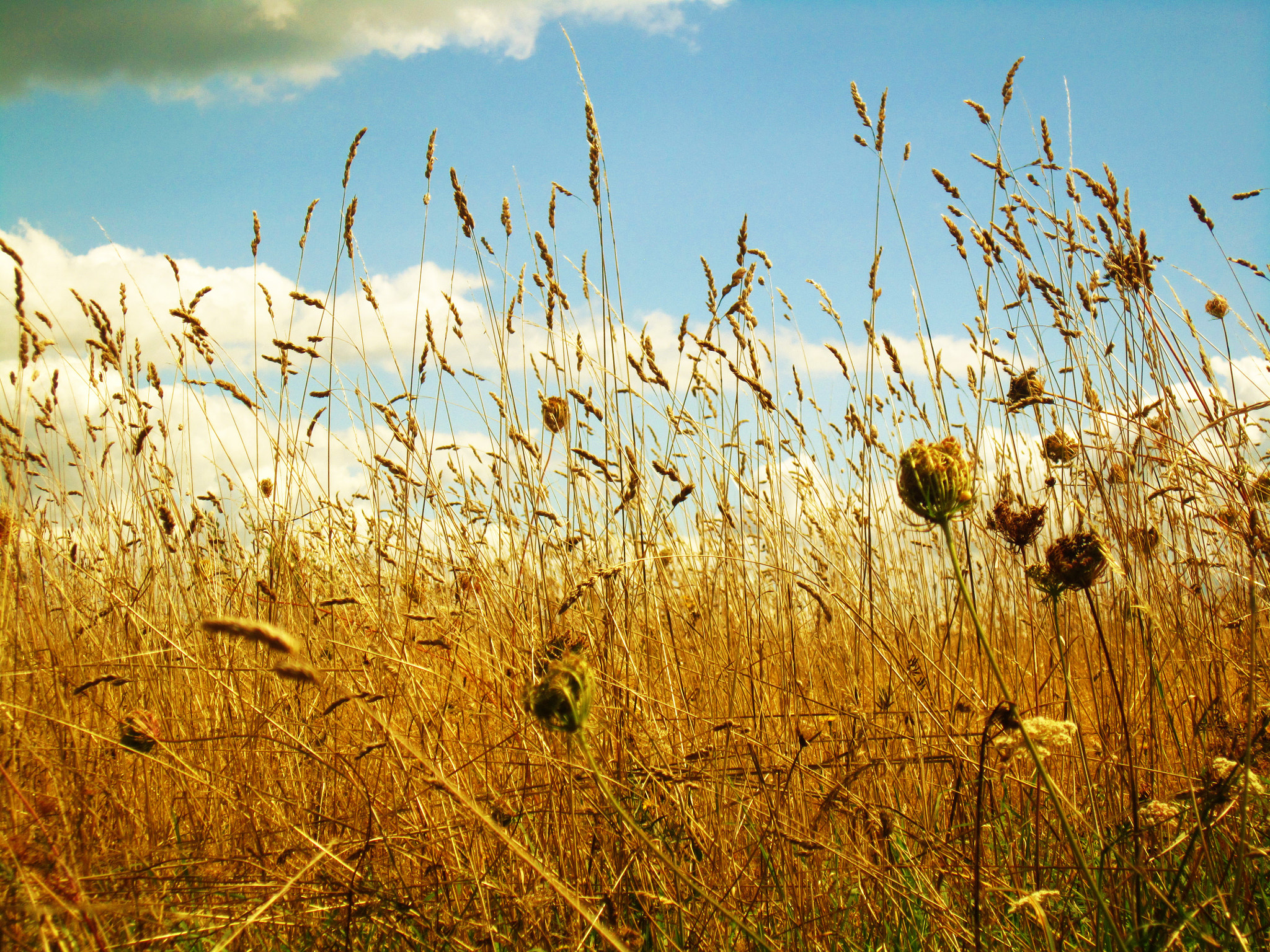 Canon PowerShot SD3500 IS (IXUS 210 / IXY 10S) sample photo. Summer field photography