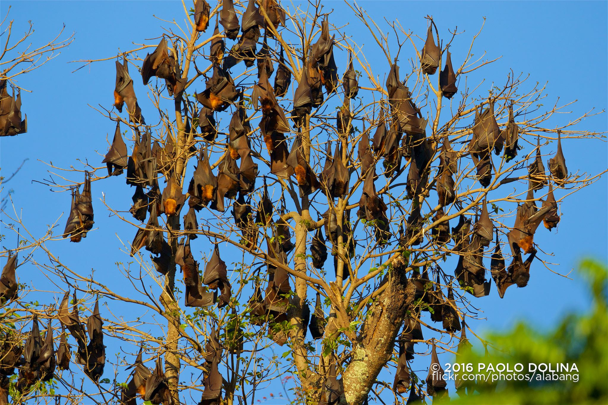 Canon EF 800mm F5.6L IS USM sample photo. Giant golden-crowned flying fox (acerodon jubatus) photography