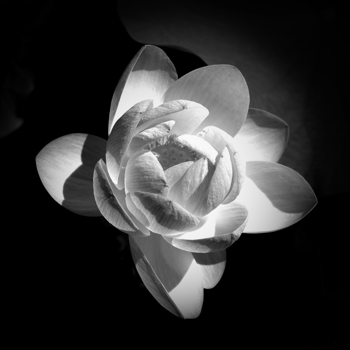Pentax K-r + Pentax smc DA 35mm F2.4 AL sample photo. Bw rose photography