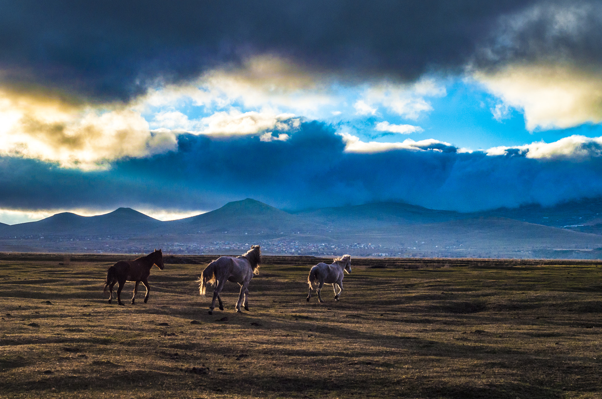 Nikon D5000 + Nikon AF Nikkor 50mm F1.8D sample photo. Horses photography