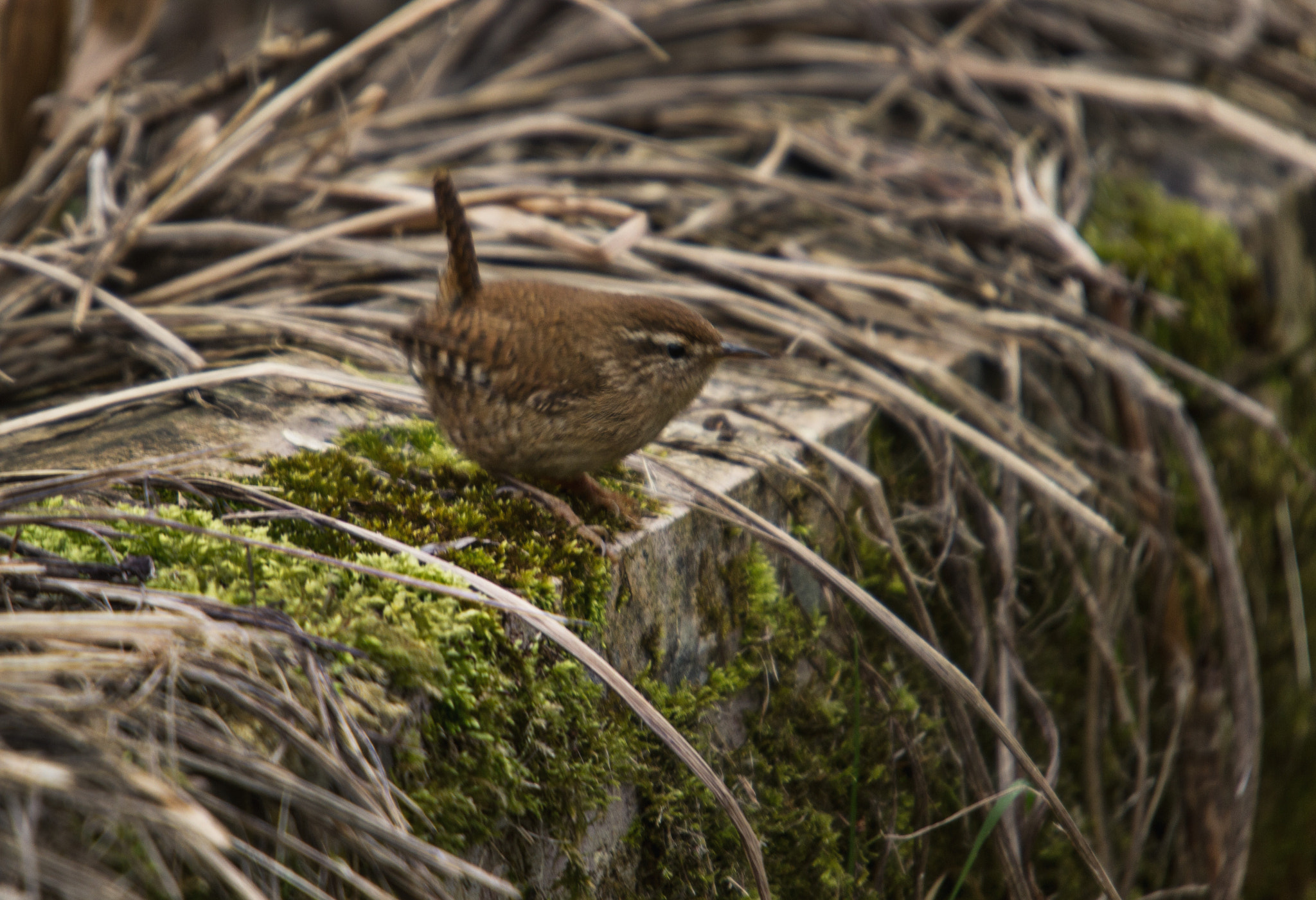 Sigma 50-500mm f/4-6.3 APO HSM EX sample photo. Wren on the wall photography