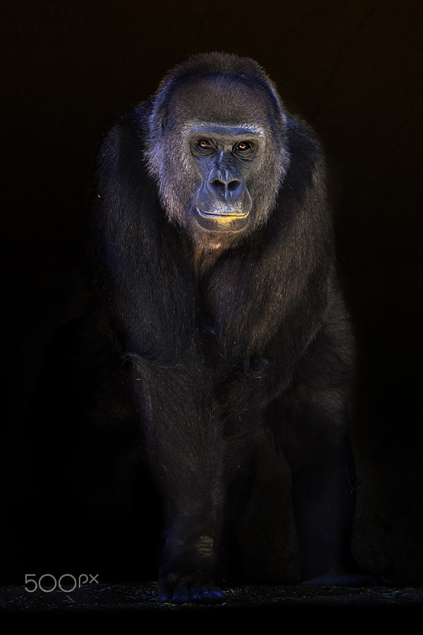 Nikon D4 sample photo. Gorilla photography
