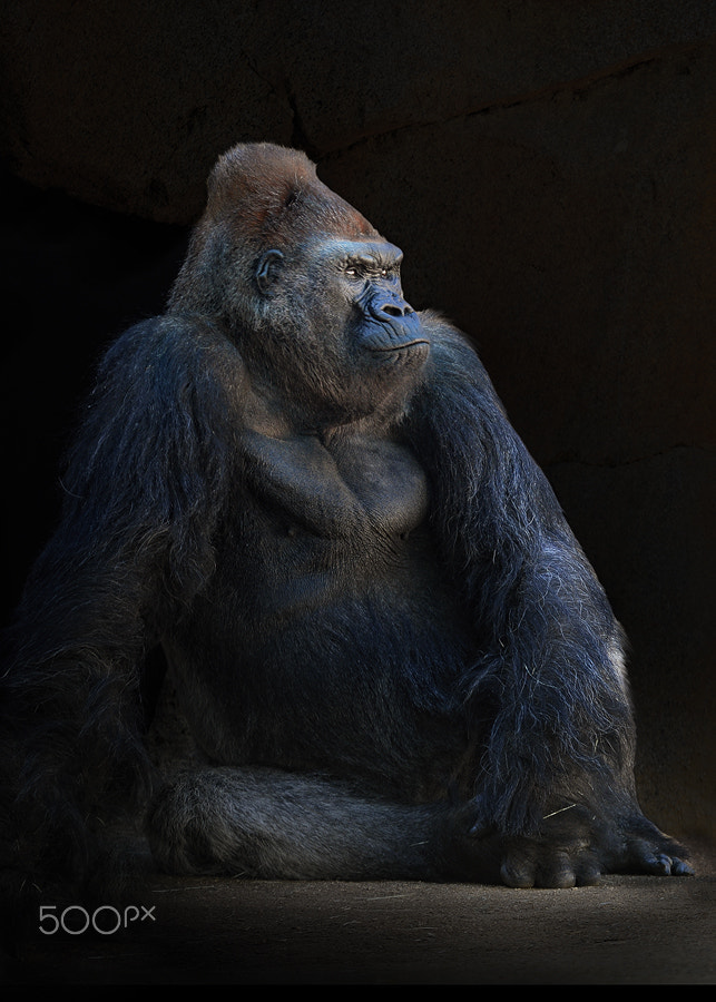 Nikon D4 sample photo. Gorilla photography