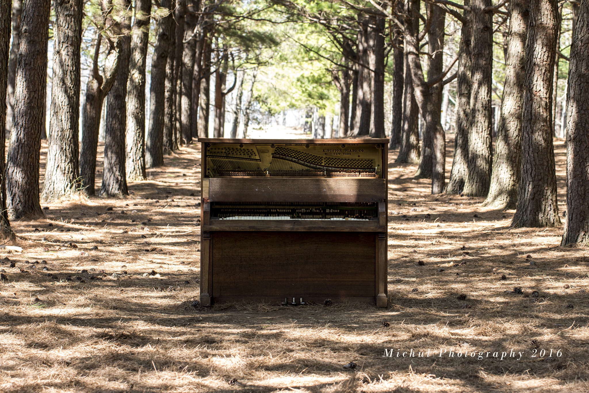 Canon EF 100mm F2.8L Macro IS USM sample photo. Piano in the pines photography