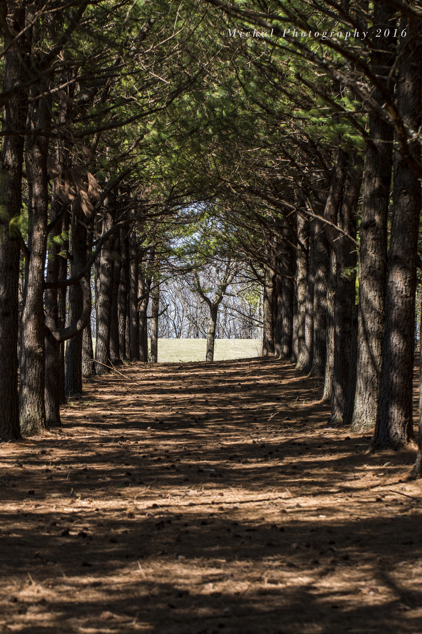Canon EF 100mm F2.8L Macro IS USM sample photo. Y in the pines photography