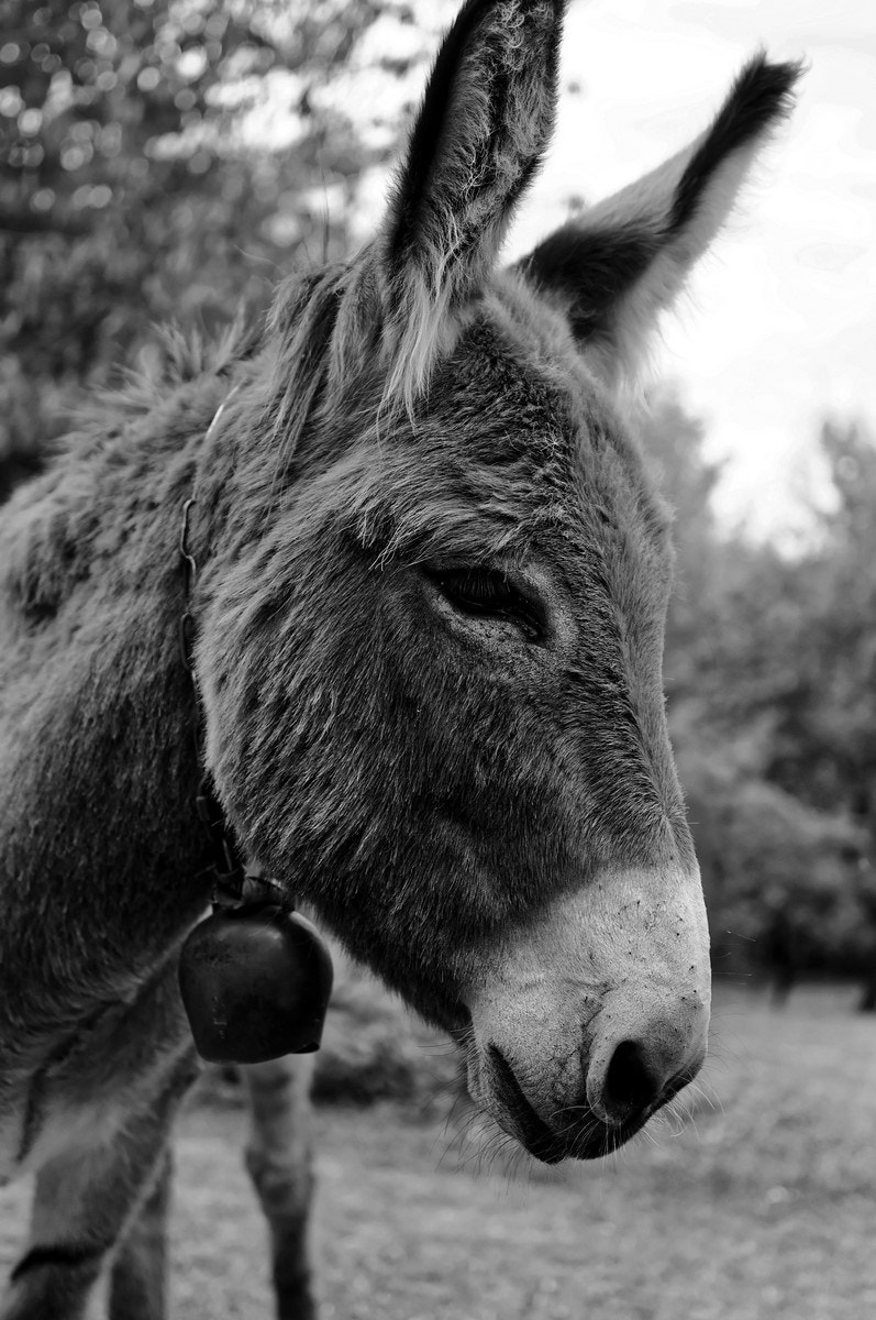 Pentax K-r + Pentax smc DA 35mm F2.4 AL sample photo. Donkey photography