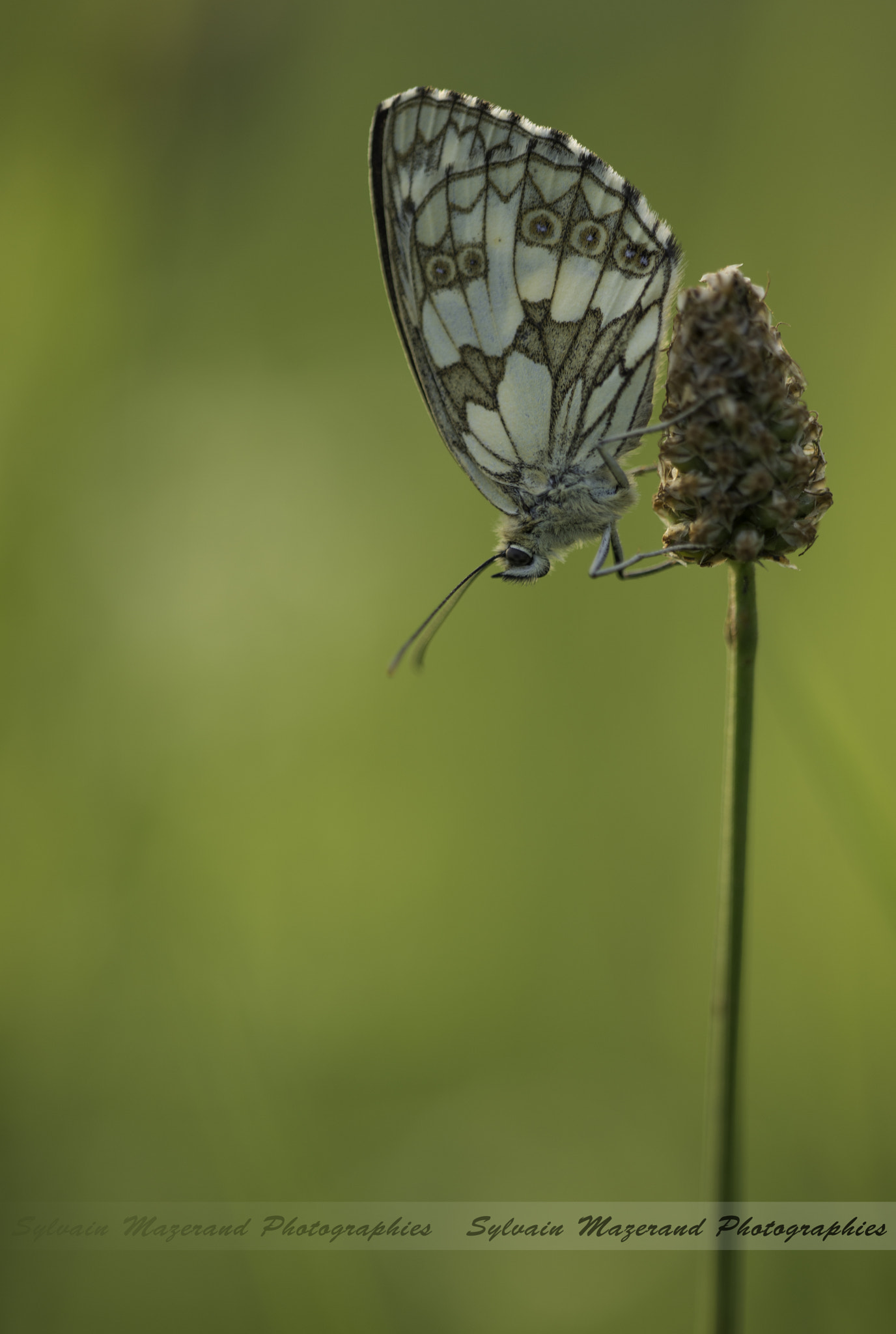 Sigma 150mm F2.8 EX DG Macro HSM sample photo. Demi deuil photography