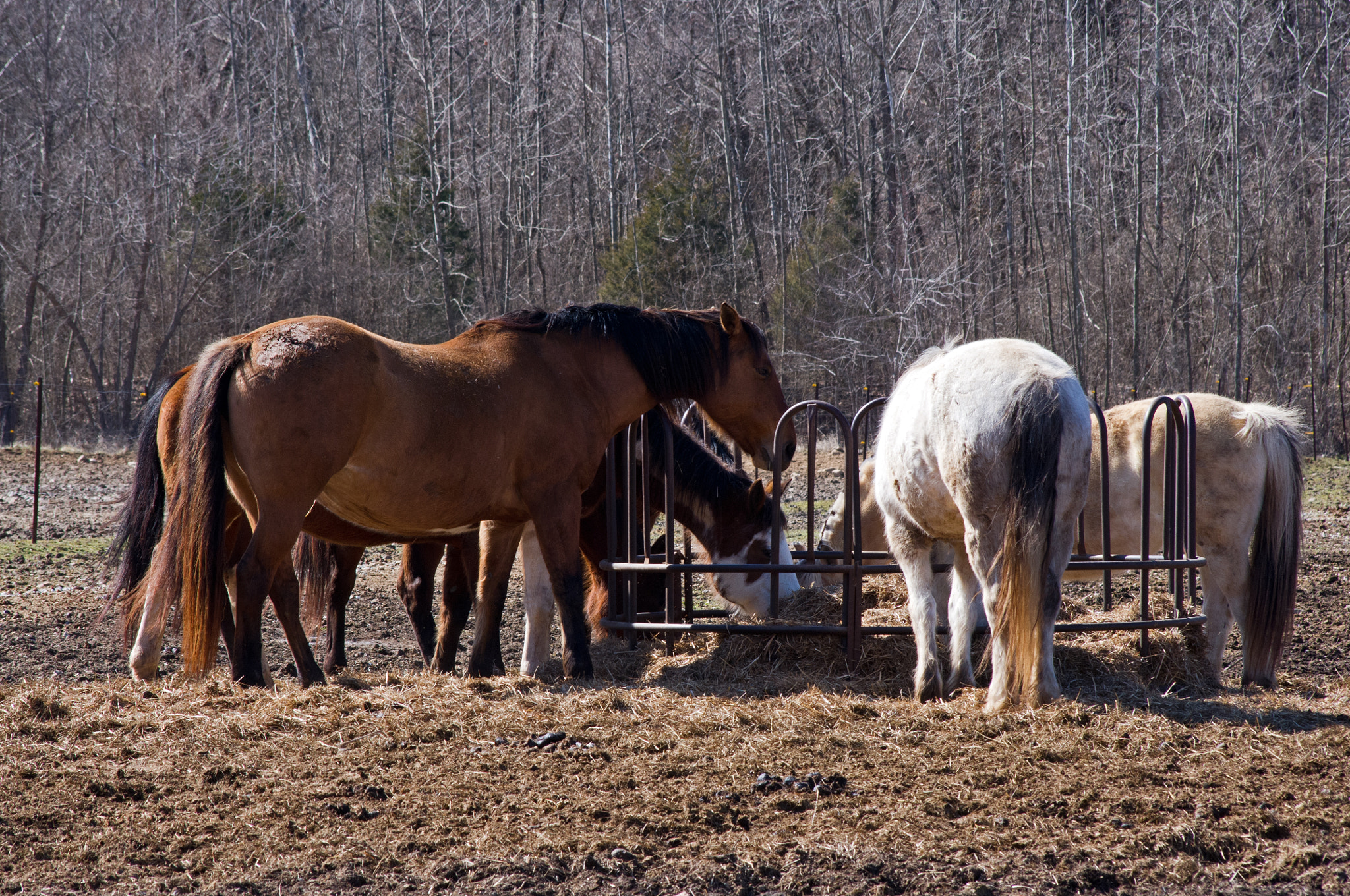 Pentax K-x + Sigma sample photo. Hungry herd photography