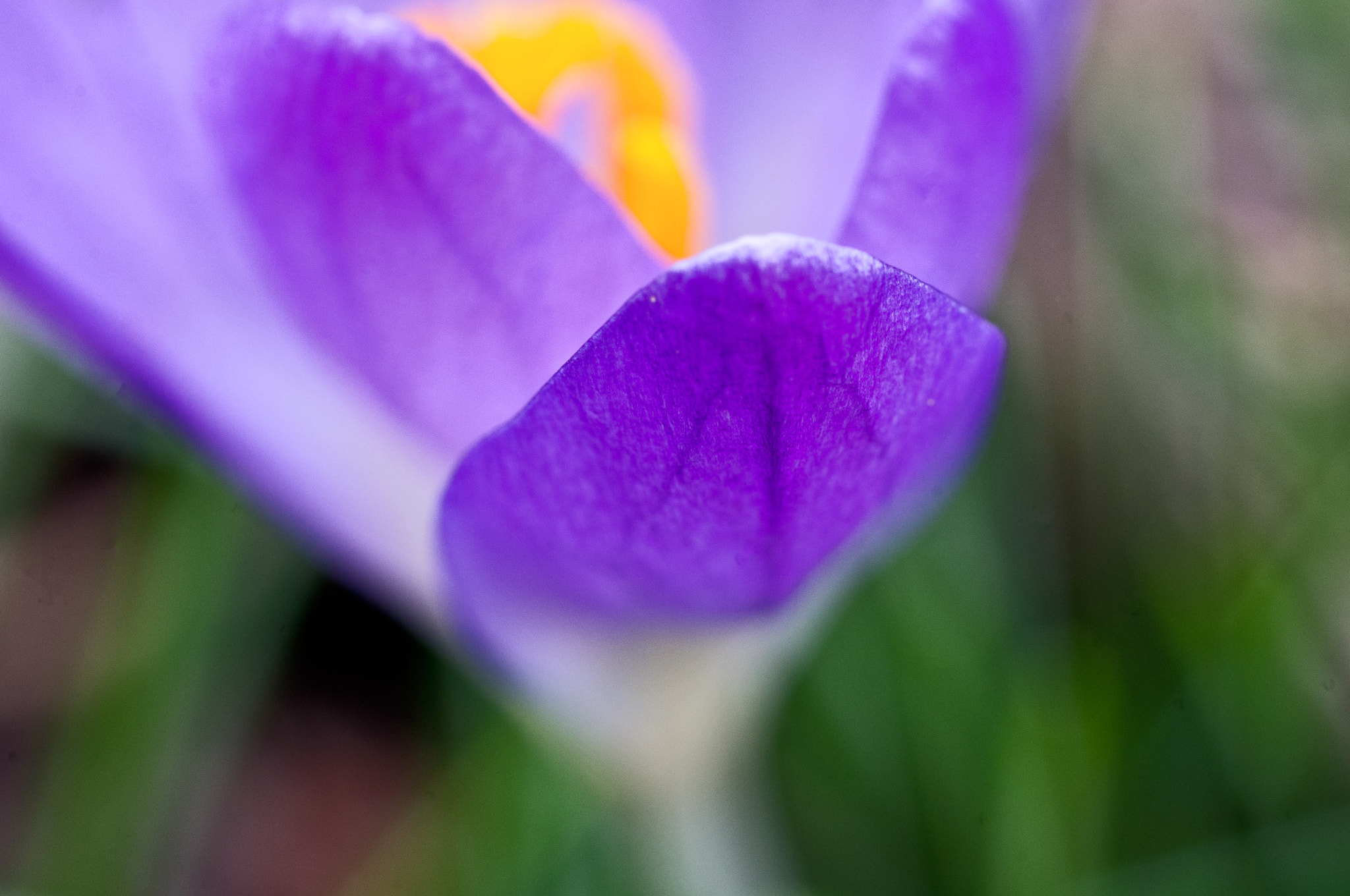 Pentax smc D-FA 50mm F2.8 Macro sample photo. Crocus veins photography
