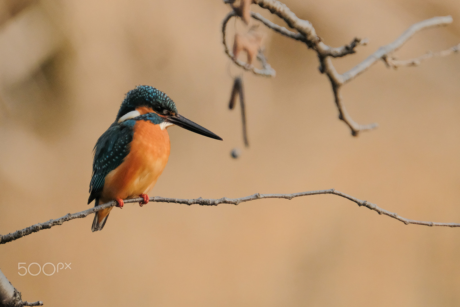 XF100-400mmF4.5-5.6 R LM OIS WR + 1.4x sample photo. Earth color photography