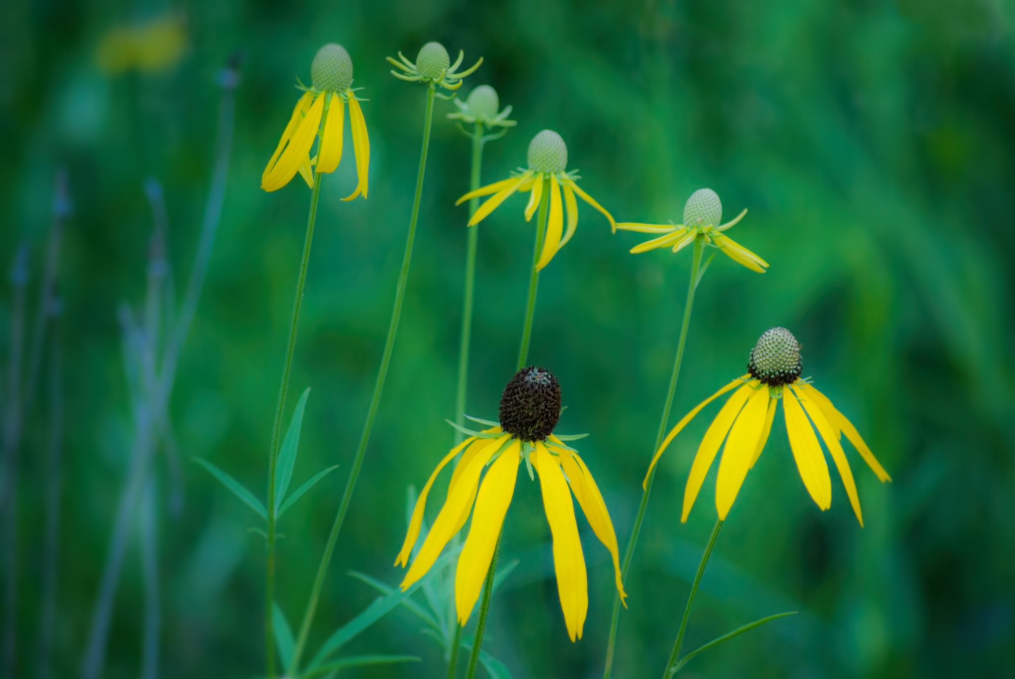 Pentax smc DA 50-200mm F4-5.6 ED sample photo. Yellow coneflower photography