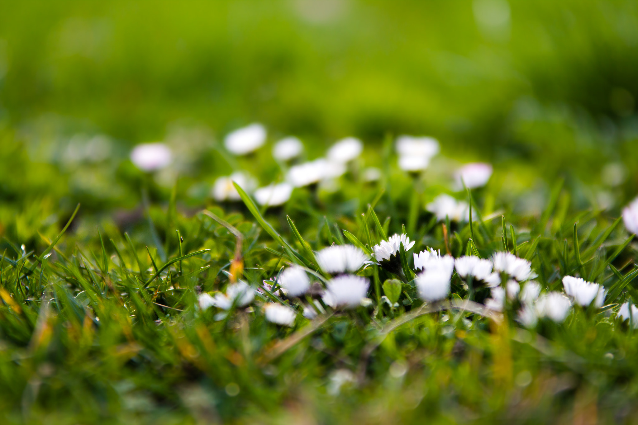 Sigma 70-200mm F2.8 EX DG OS HSM sample photo. Spring time! photography