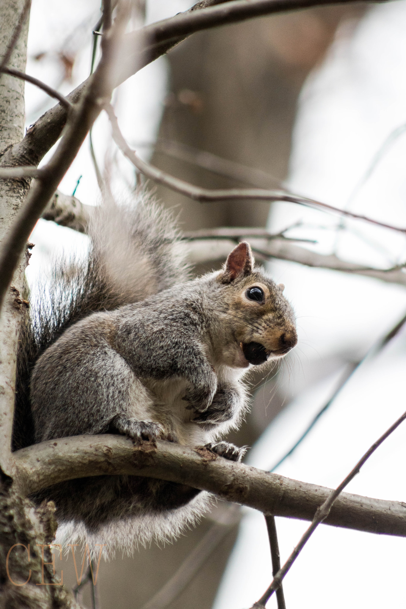 Canon EOS 760D (EOS Rebel T6s / EOS 8000D) + EF75-300mm f/4-5.6 sample photo. Mid-lunch photography