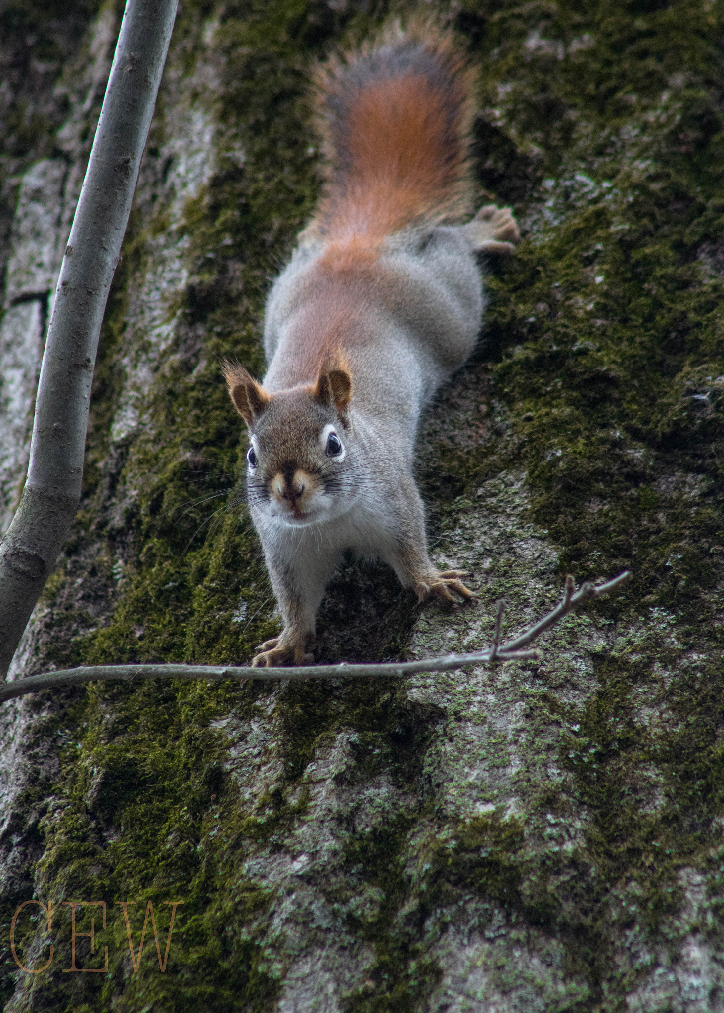 Canon EOS 760D (EOS Rebel T6s / EOS 8000D) + EF75-300mm f/4-5.6 sample photo. The tiny squirrel photography