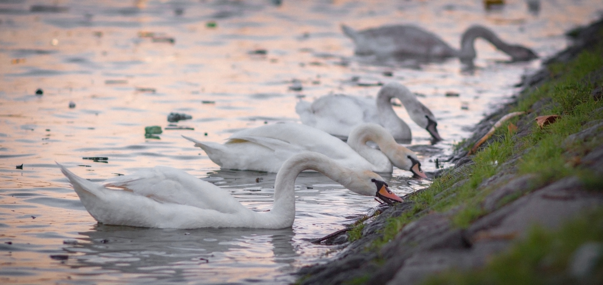 Canon EOS 700D (EOS Rebel T5i / EOS Kiss X7i) + Canon EF 200mm F2.8L II USM sample photo. Benefits of high water photography