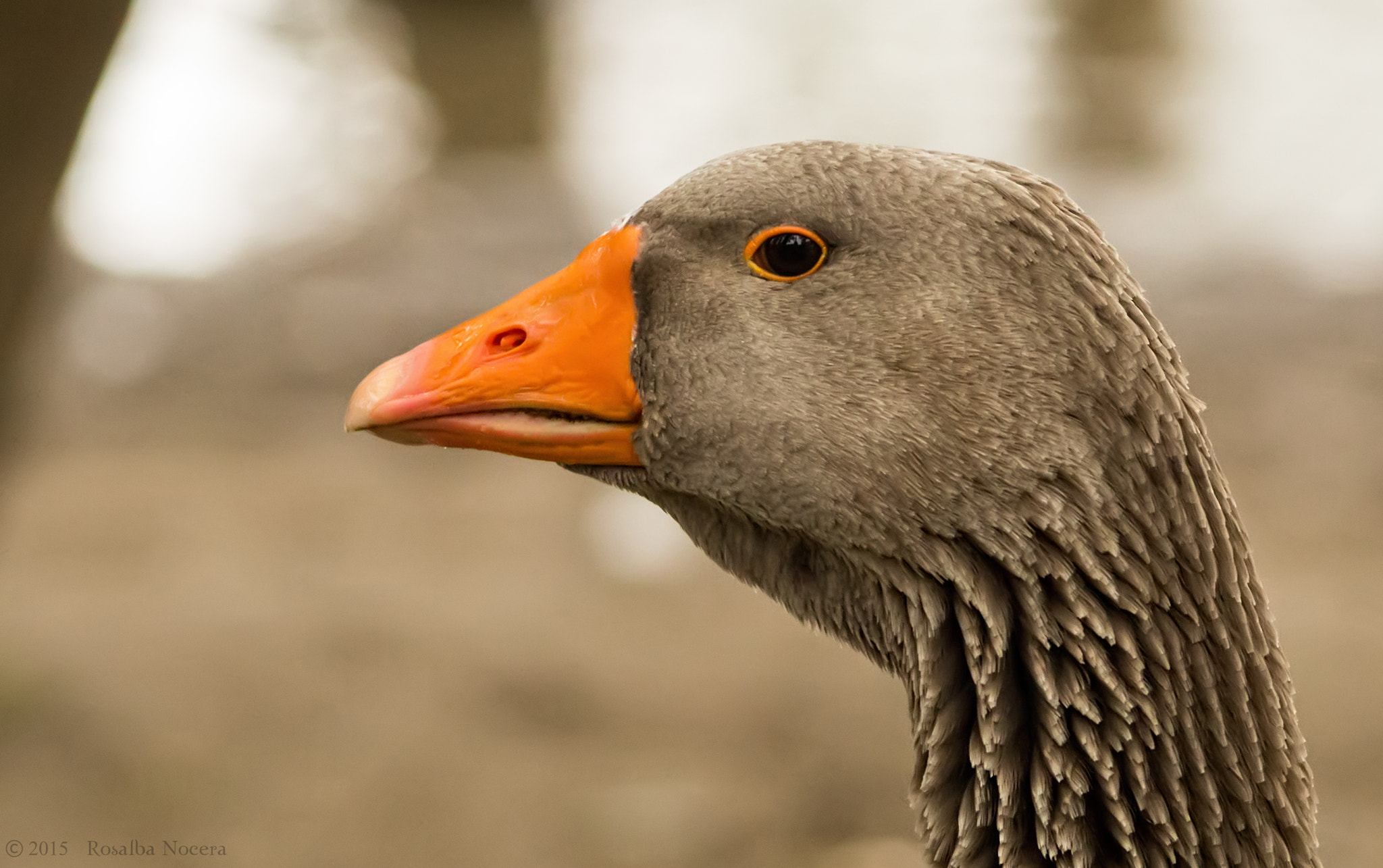 Sony SLT-A58 + Sigma AF 105mm F2.8 EX [DG] Macro sample photo. Grey goose photography