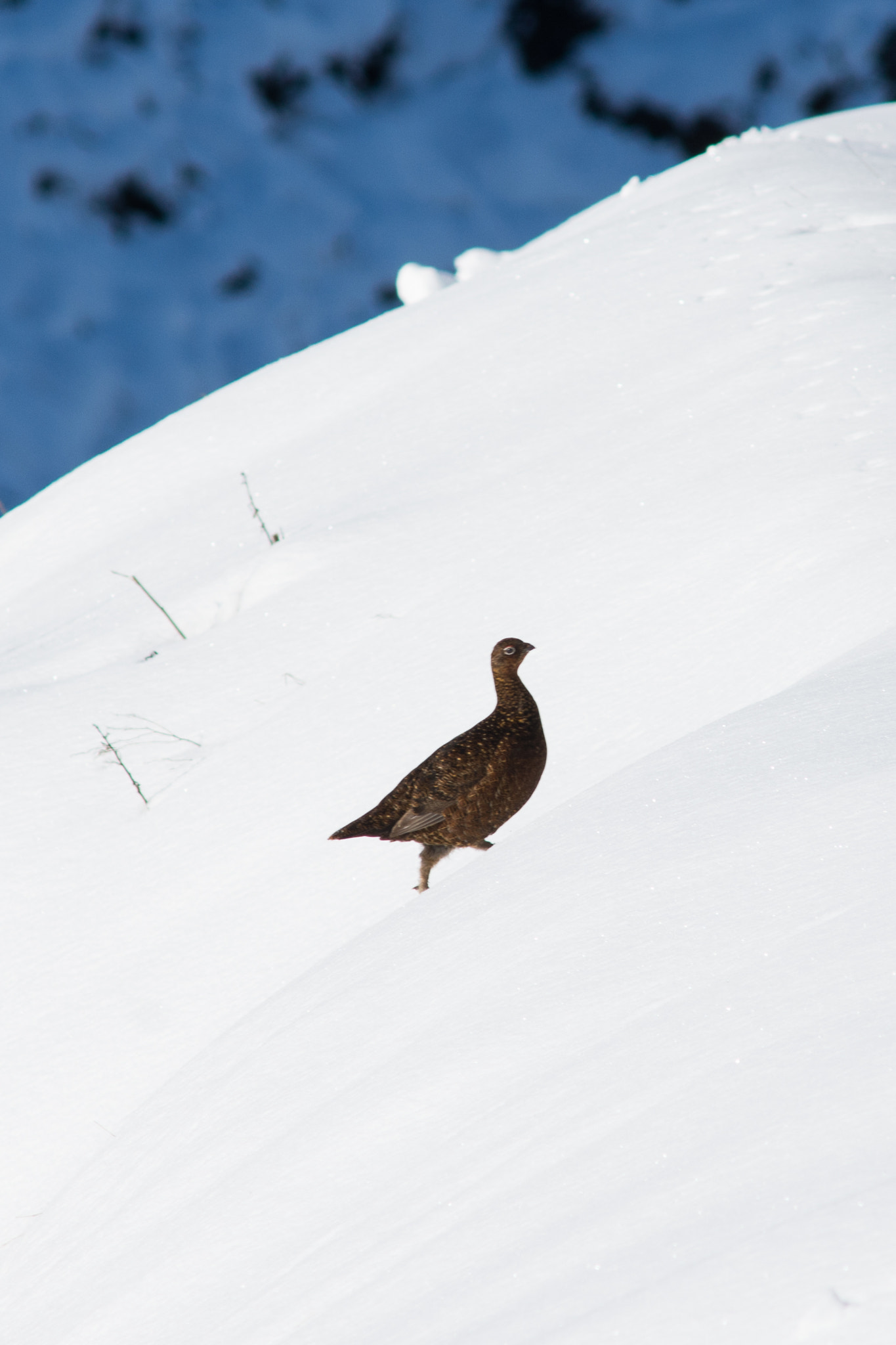 Nikon D7200 + AF Nikkor 300mm f/4 IF-ED sample photo. Red grouse in the peak district snow photography