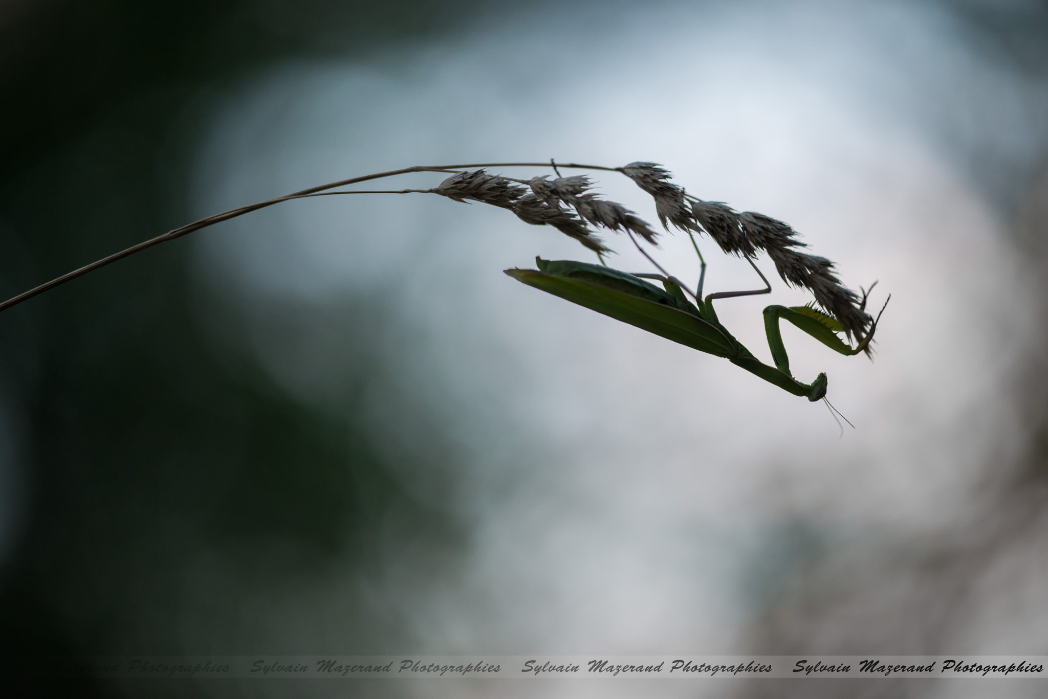 Sigma 150mm F2.8 EX DG Macro HSM sample photo. Mante religieuse photography