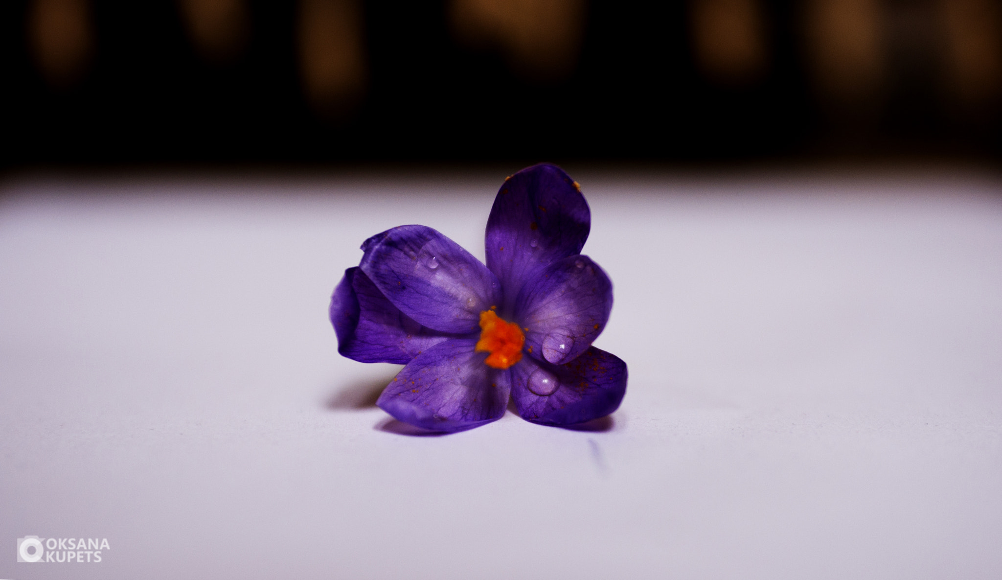 Nikon D600 + AF Zoom-Nikkor 35-70mm f/2.8D sample photo. Violet.jpg photography