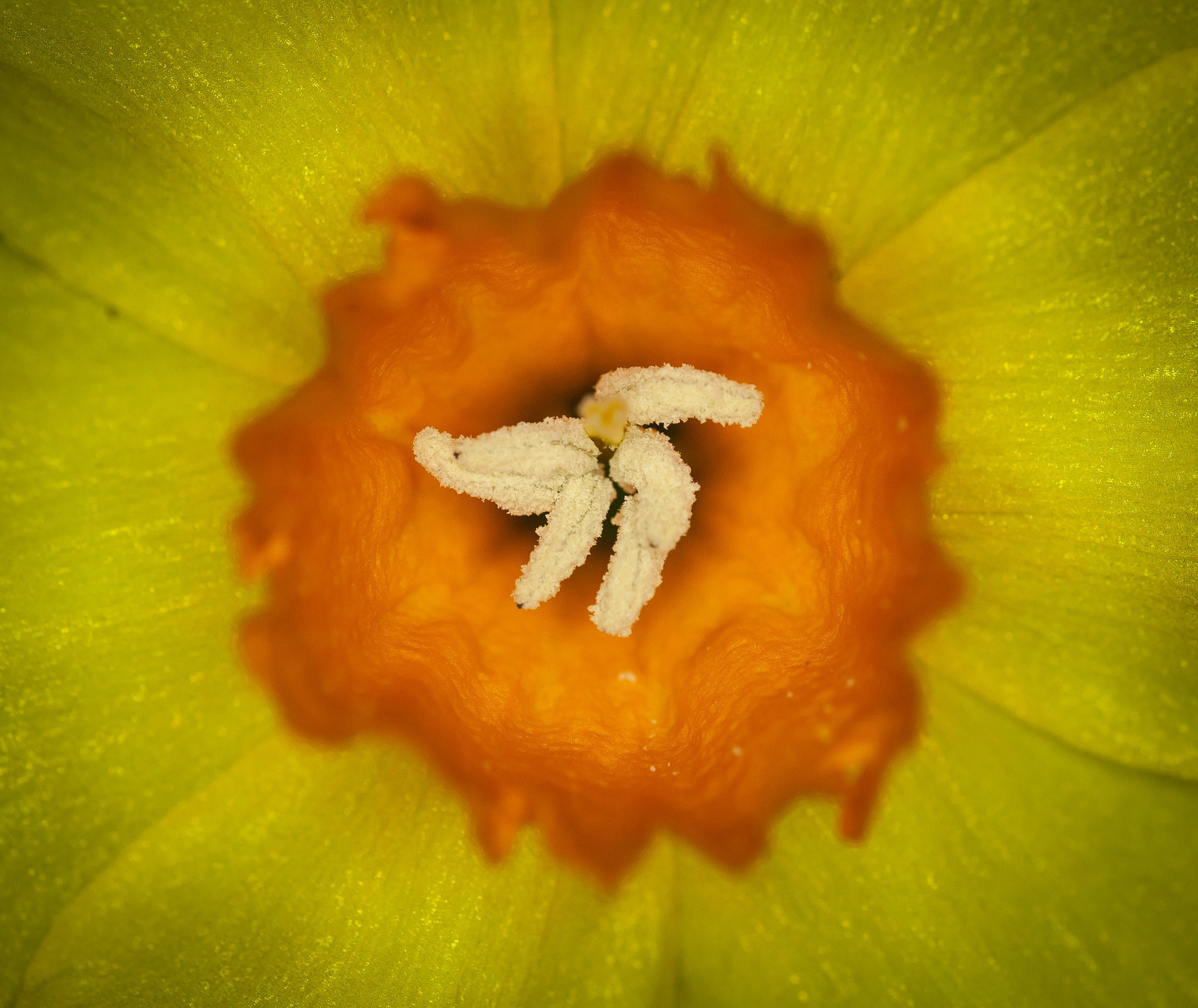 Canon EOS-1D Mark III sample photo. Daffodil heart photography