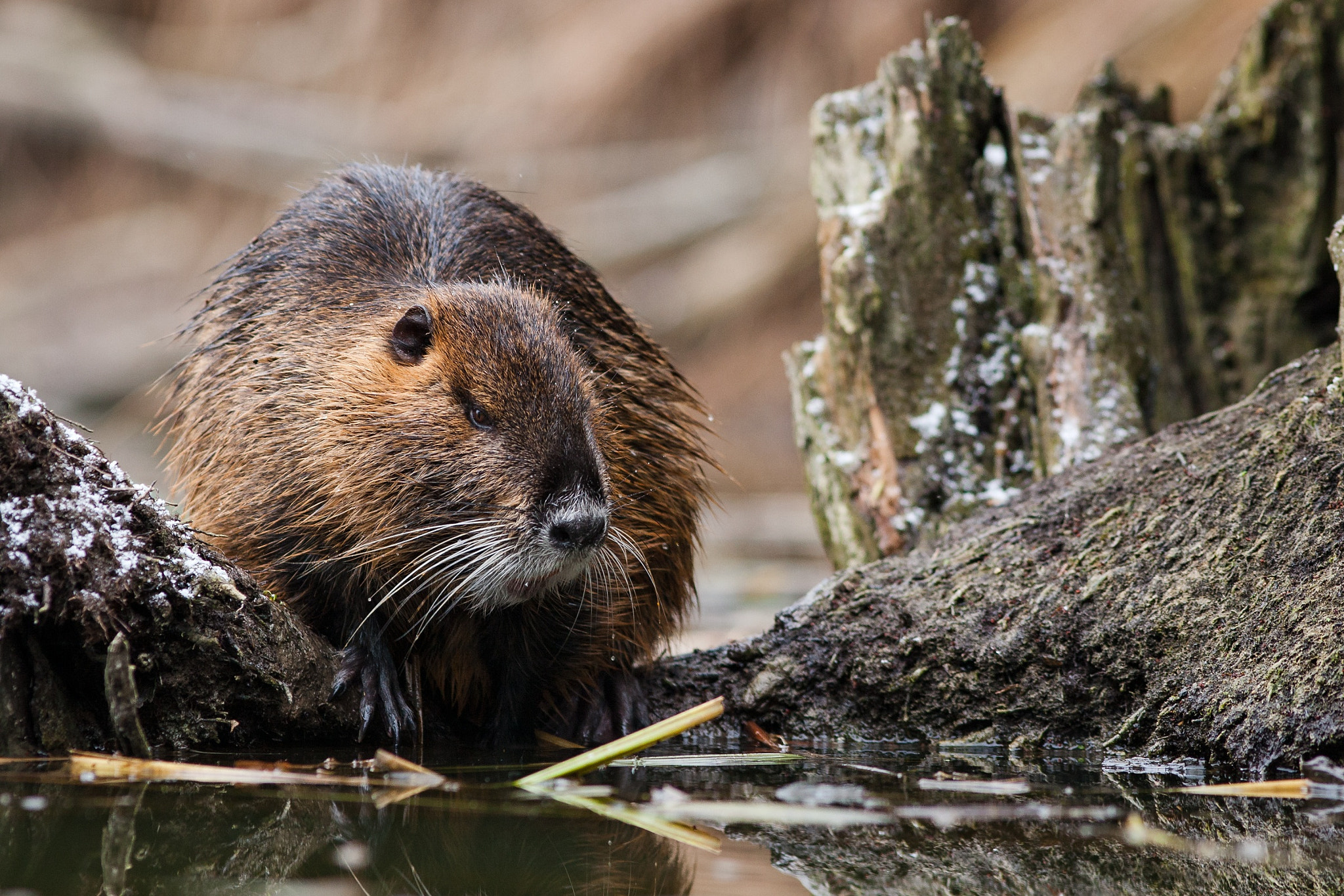 Canon EF 200mm F2.8L II USM sample photo. Myocastor coypus photography