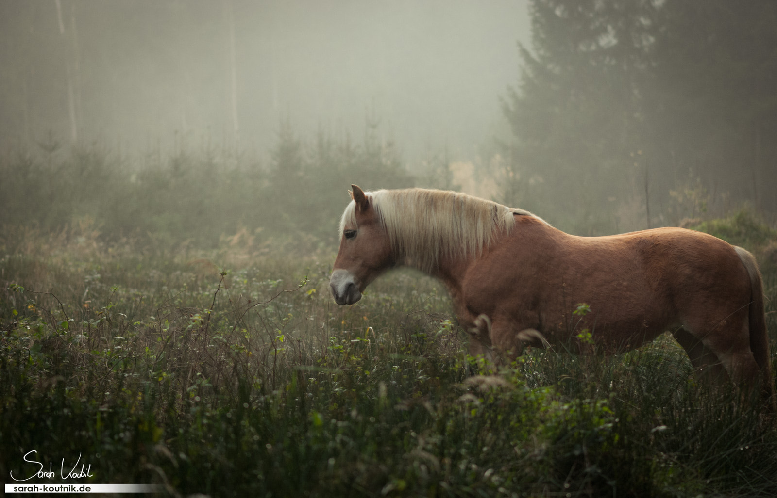 Nikon D60 + Nikon AF-S Micro-Nikkor 105mm F2.8G IF-ED VR sample photo. Autumn fog photography