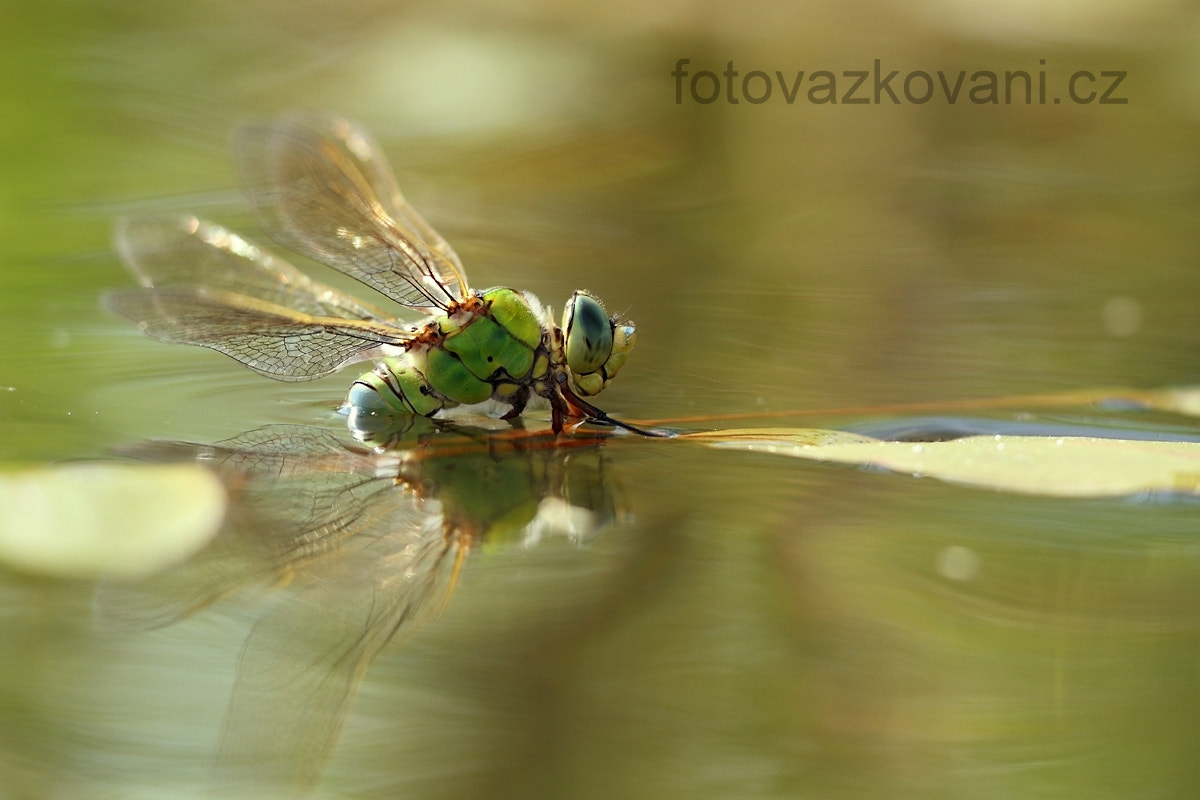Sigma 150mm f/2.8 EX DG OS HSM APO Macro sample photo. Anax imperator ,emperor dragonfly photography