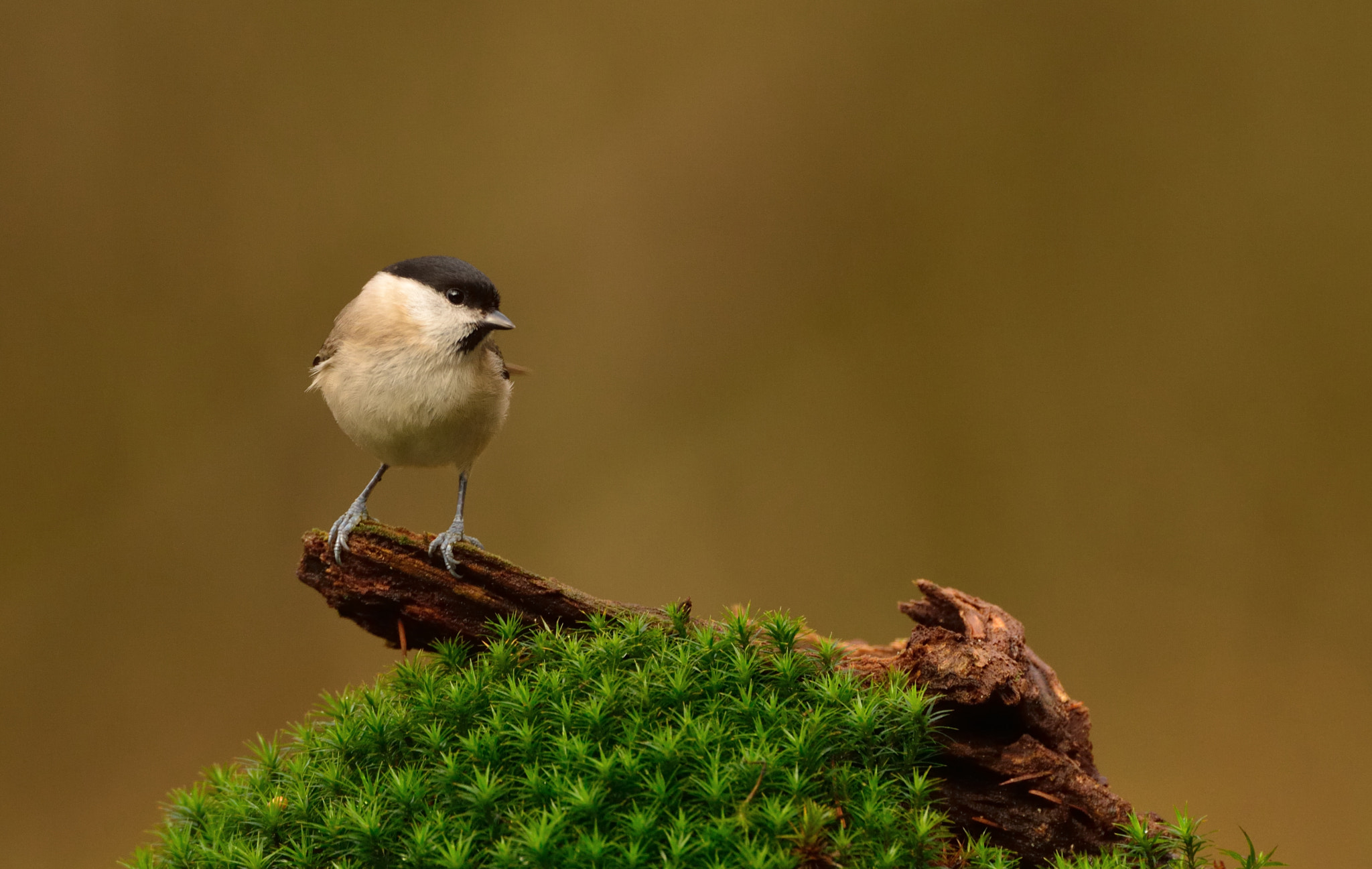 AF-S Nikkor 600mm f/4D IF-ED sample photo. Matkop photography