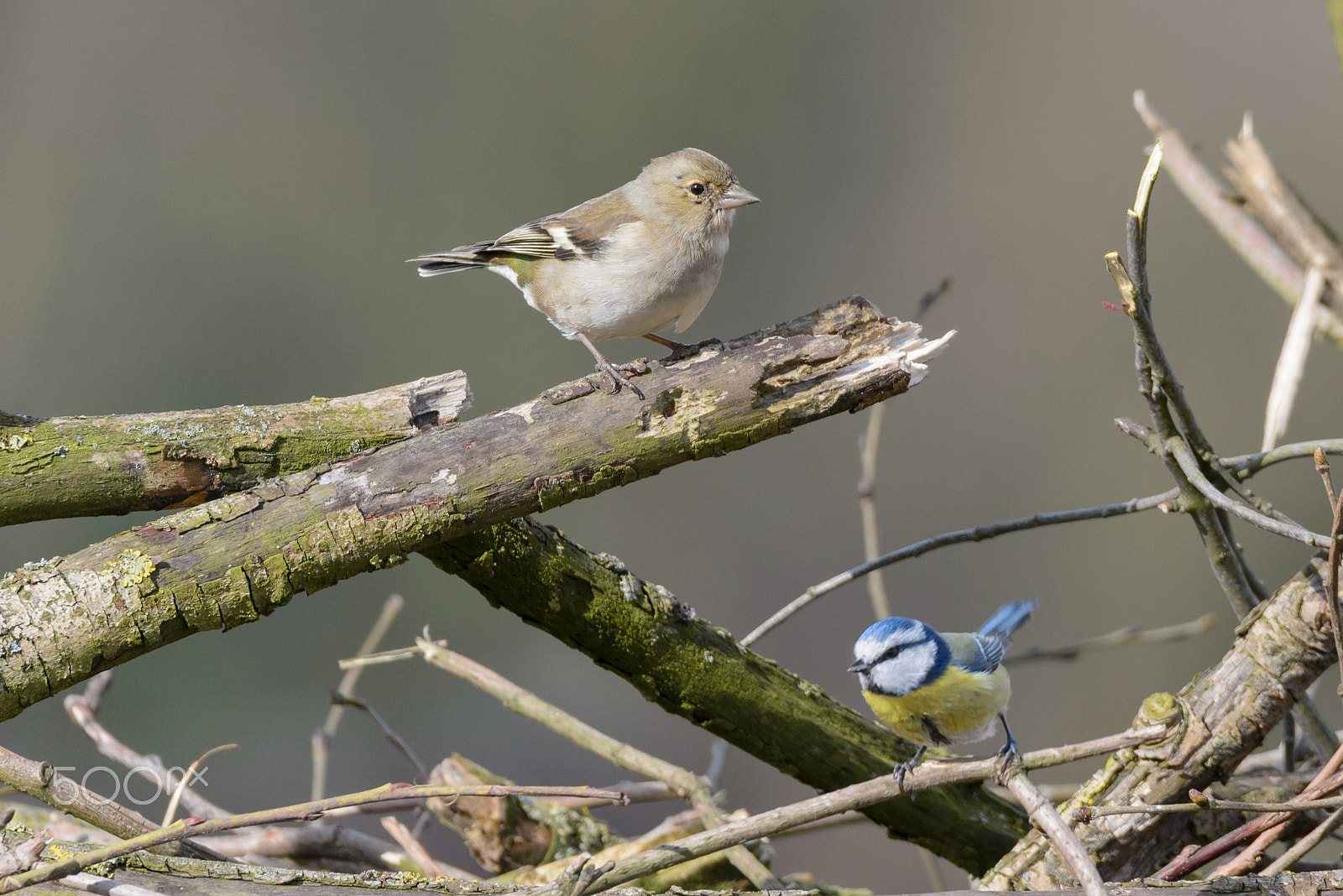 Sigma 150-600mm F5-6.3 DG OS HSM | S sample photo. Birds photography