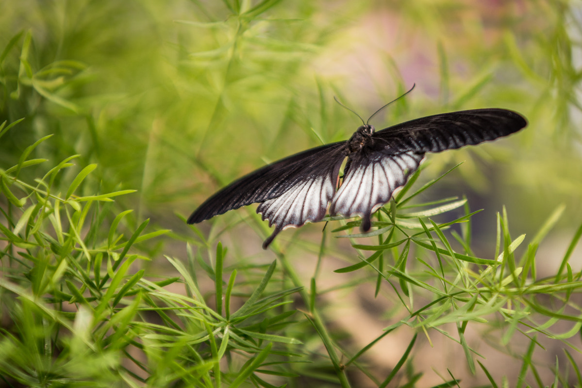 Sony a7R + Minolta/Sony AF 70-200mm F2.8 G sample photo. Fly.... photography