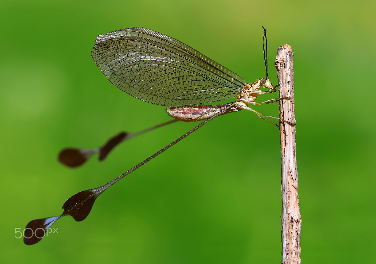 Sigma 70mm F2.8 EX DG Macro sample photo. Zz photography