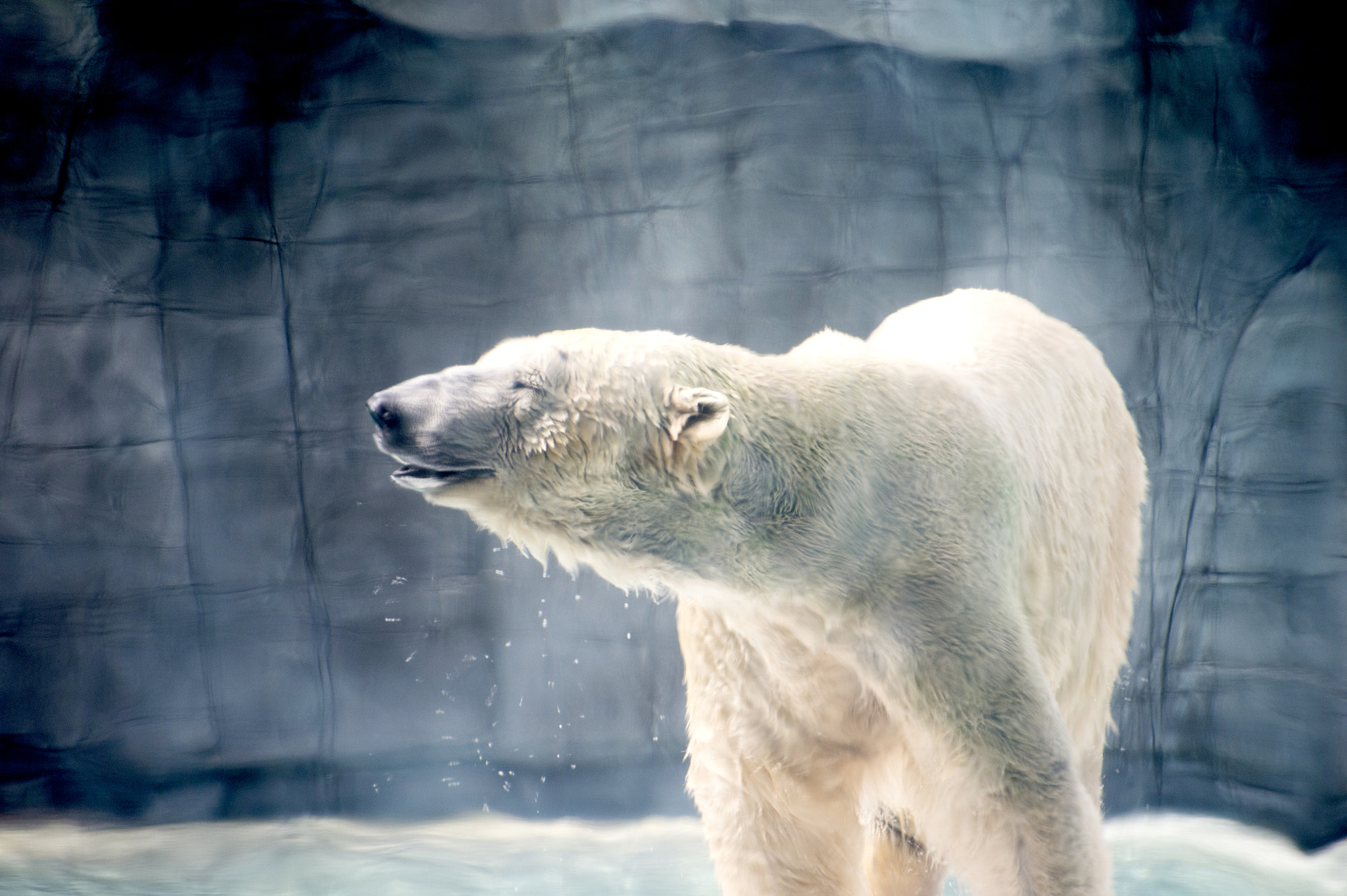 Nikon D4S sample photo. Inuka, the singapore -born polar bear photography