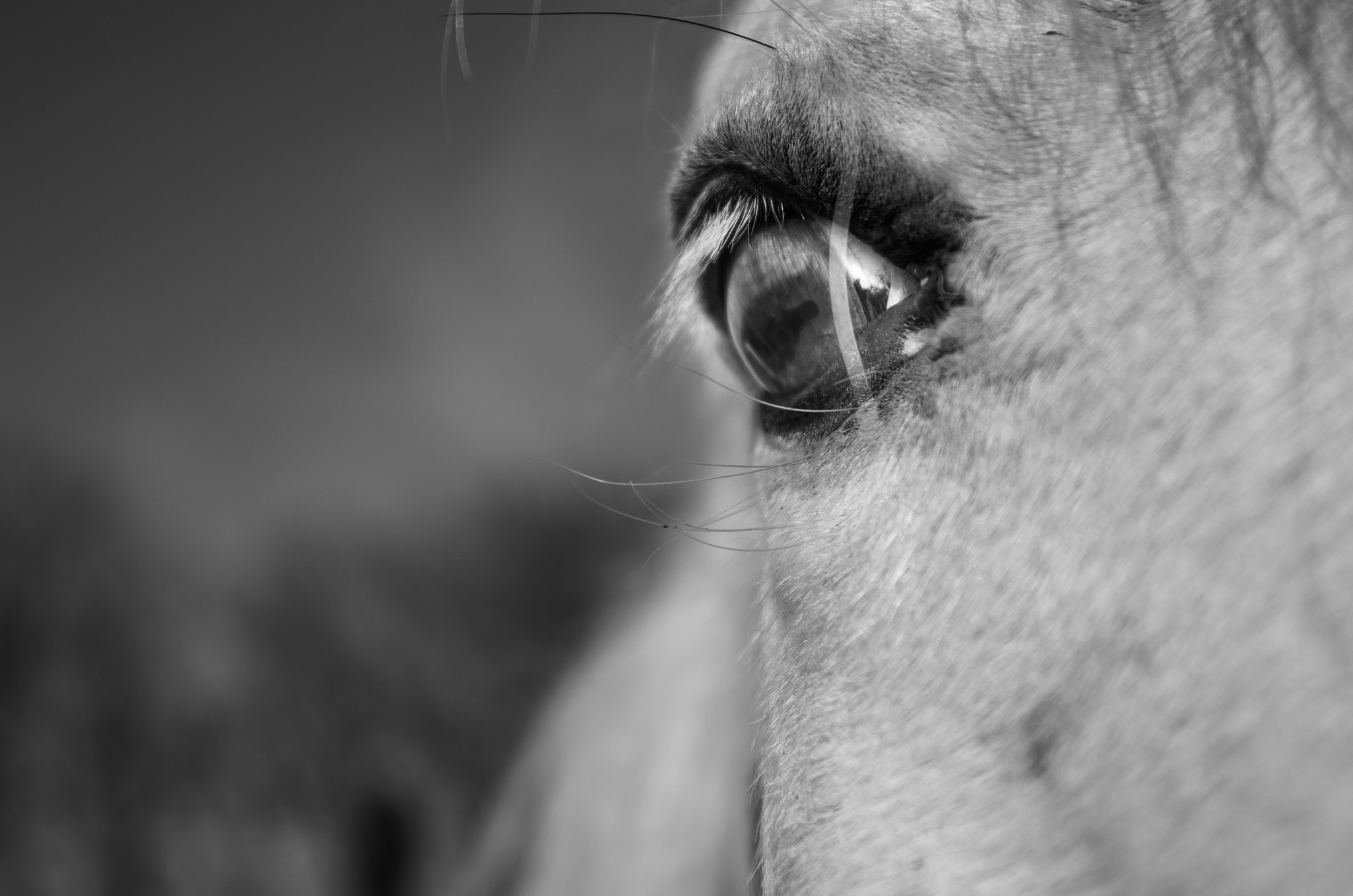 Pentax K-5 sample photo. Horse's eye photography