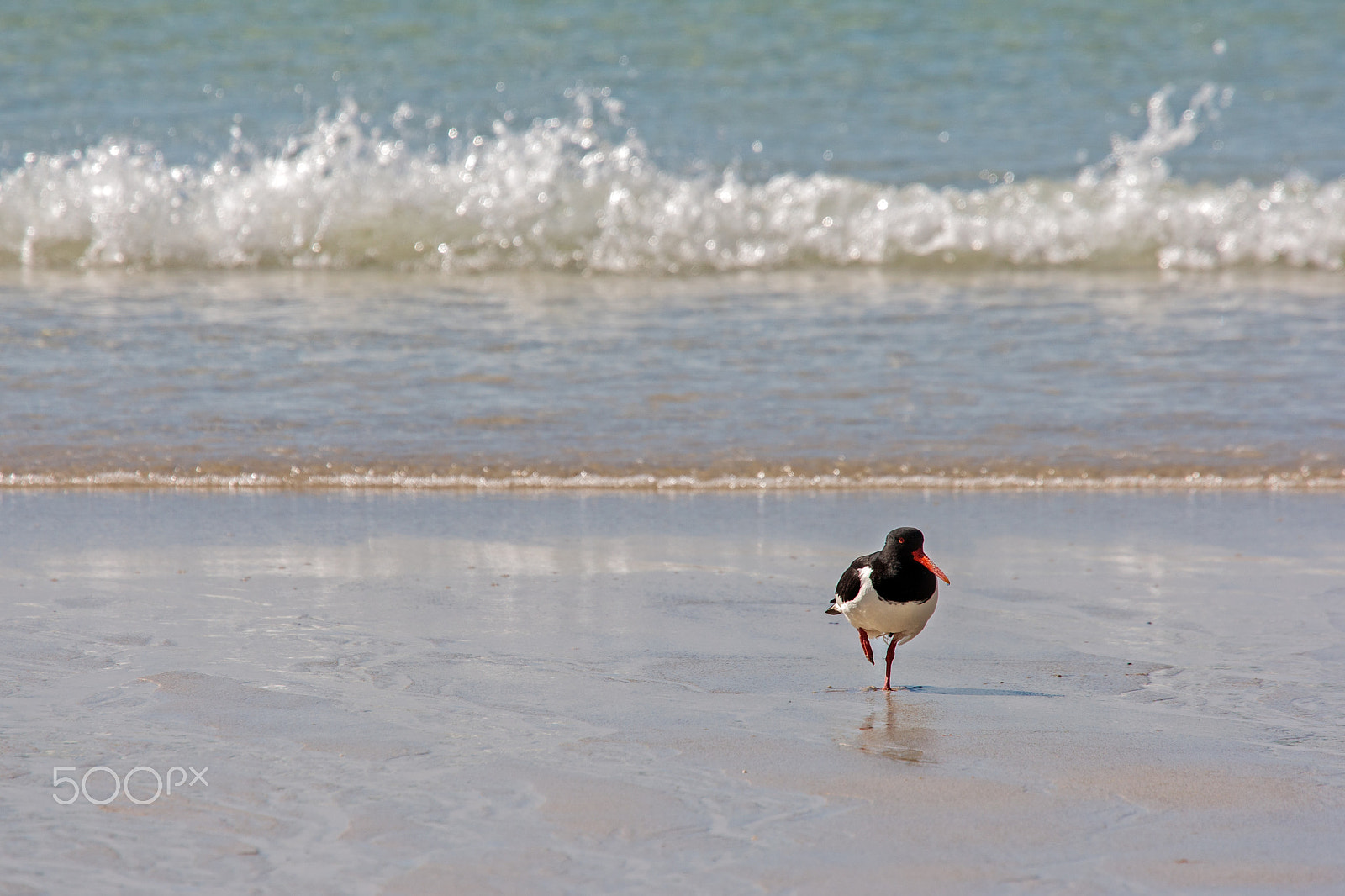 Canon EOS-1D Mark III sample photo. Balance photography