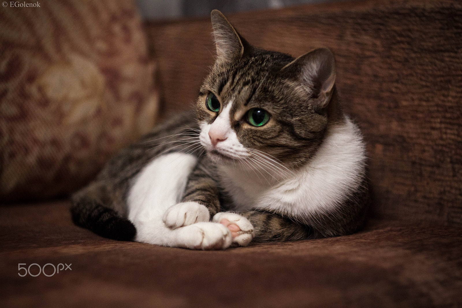 Canon EOS 500D (EOS Rebel T1i / EOS Kiss X3) sample photo. Cat photography