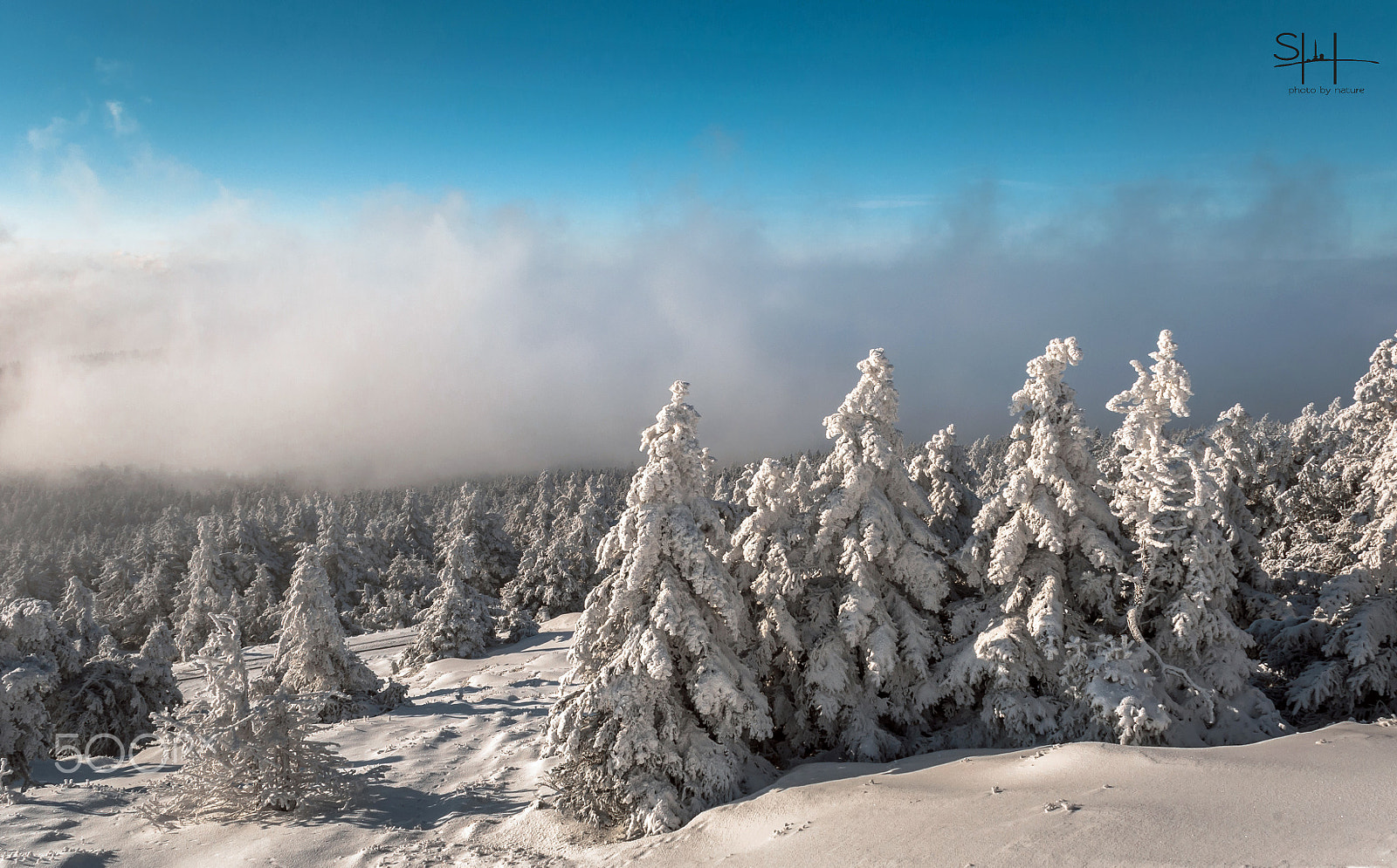 Nikon D300 + Sigma 18-50mm F2.8-4.5 DC OS HSM sample photo. Winternebel photography