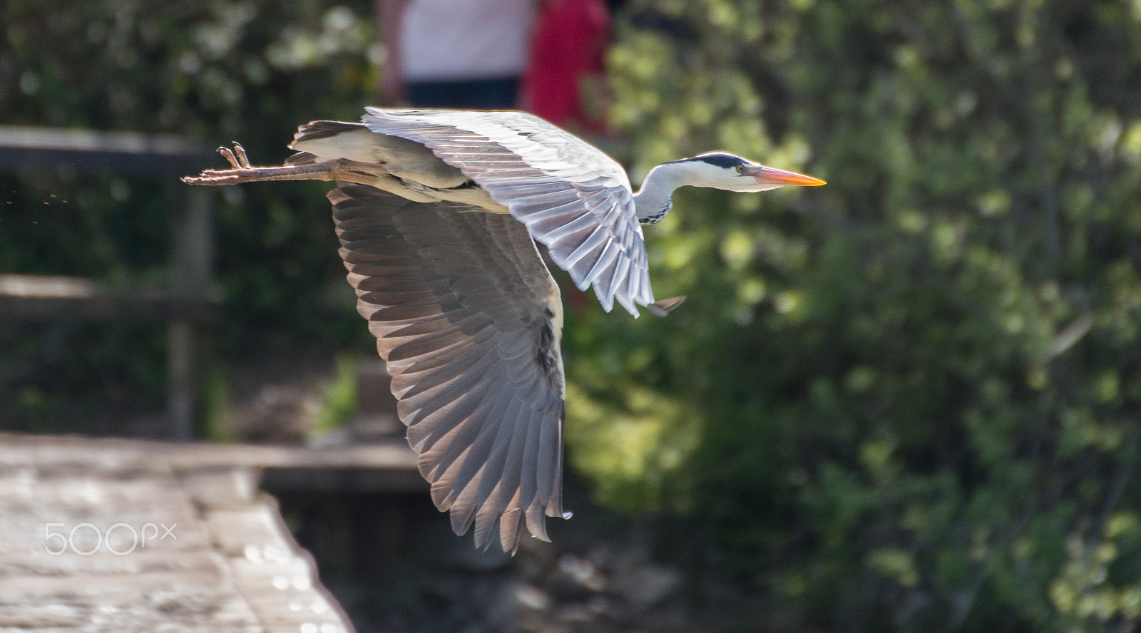 Sigma 50-500mm F4.5-6.3 DG OS HSM sample photo. Heron in flight  at stackpole estate, pembrokeshire photography