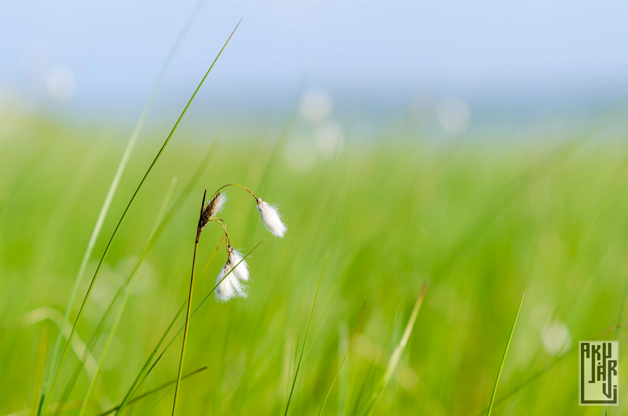 Nikon D5100 + Nikon AF Nikkor 85mm F1.8D sample photo. Common cottongrass photography