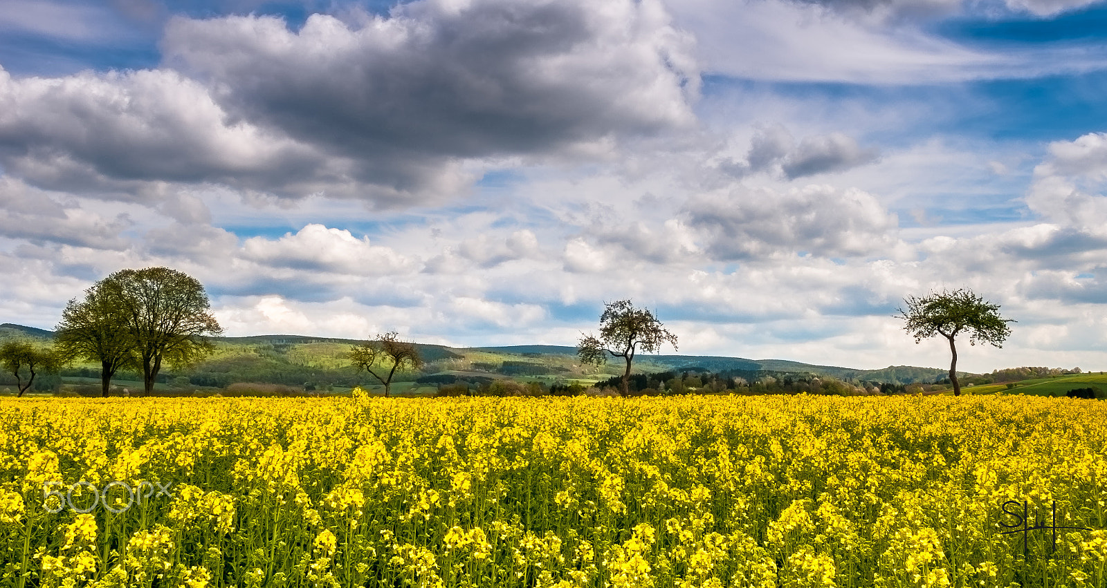 Nikon D300 + Sigma 18-50mm F2.8-4.5 DC OS HSM sample photo. Rapsfeld photography