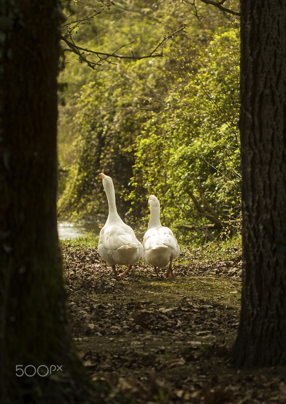 Canon EF 100mm F2.8 Macro USM sample photo. The walk photography