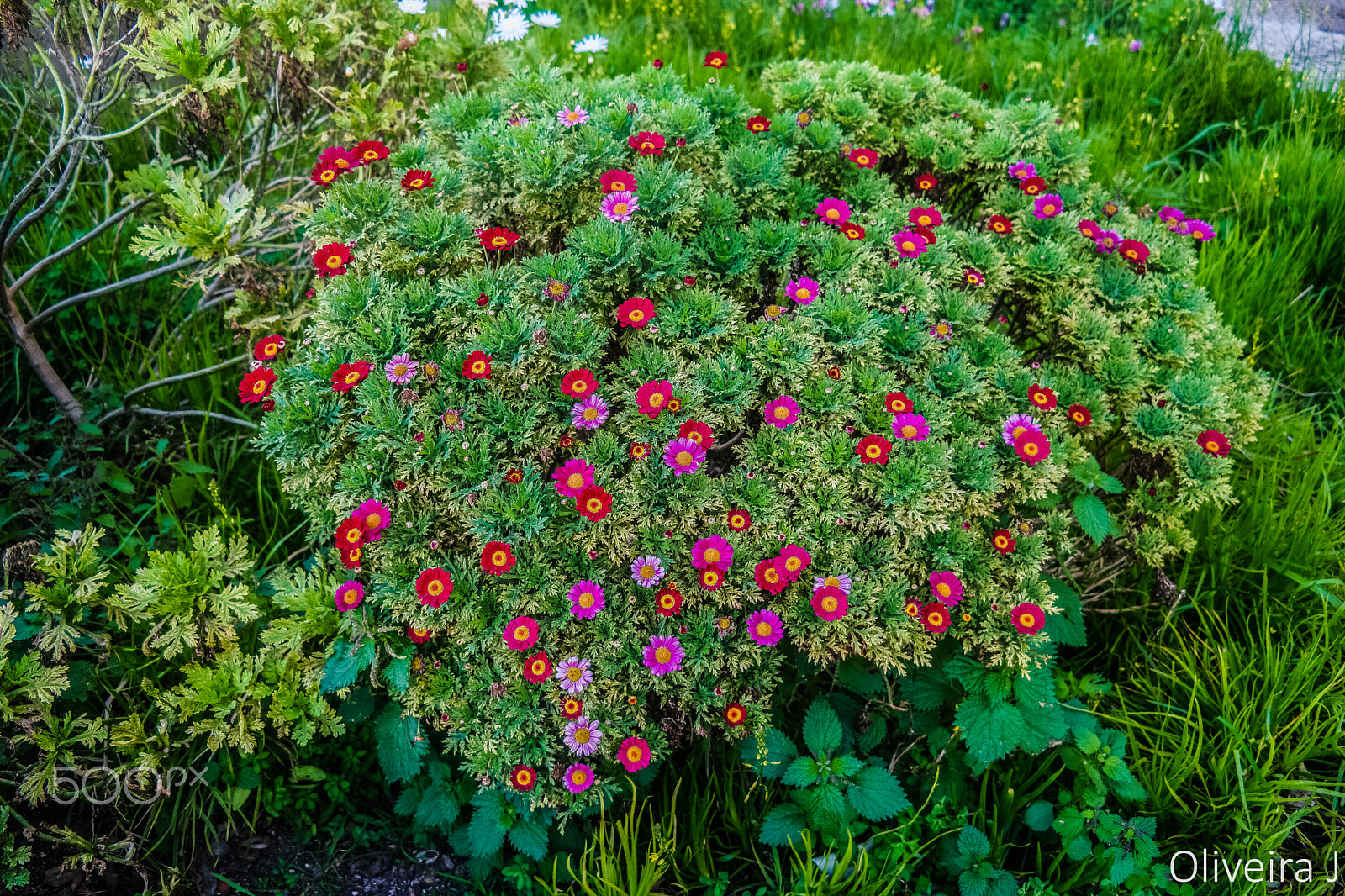 Samsung NX500 + NX 18-55mm F3.5-5.6 sample photo. Spring,s gift photography