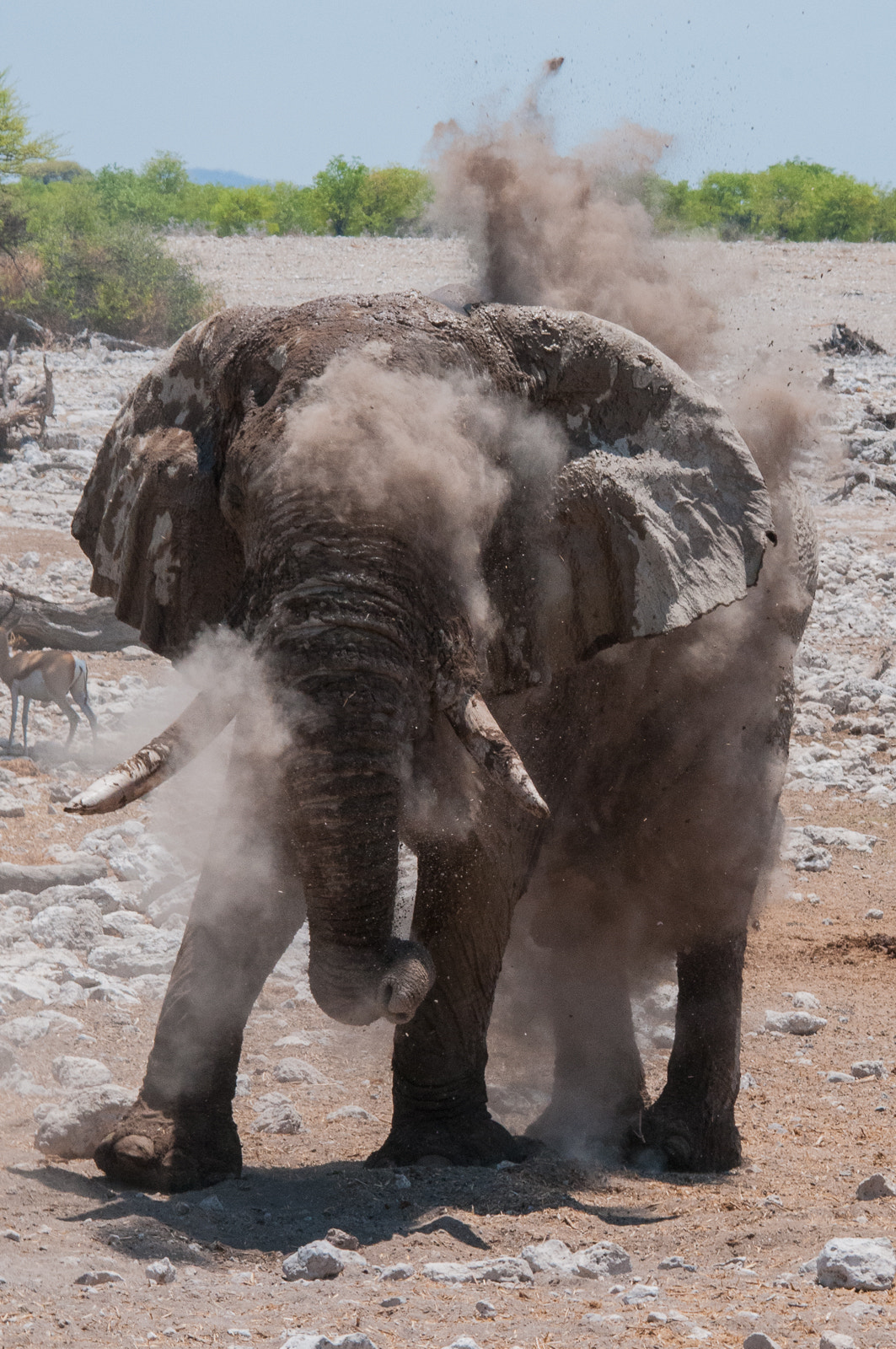 Sigma 150-500mm F5-6.3 DG OS HSM sample photo. Dust bath photography