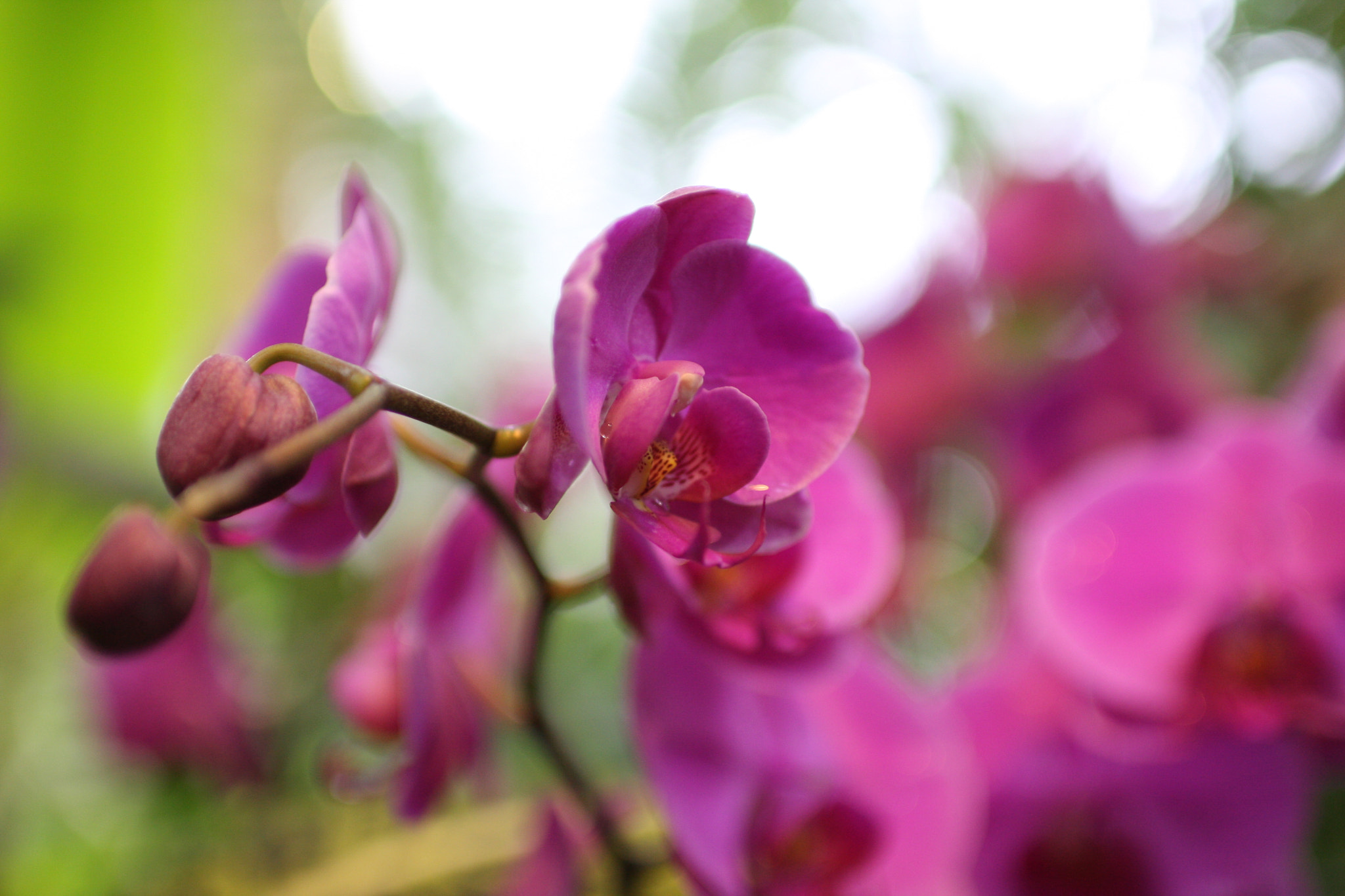 Sigma 30mm F1.4 EX DC HSM sample photo. Pinky photography