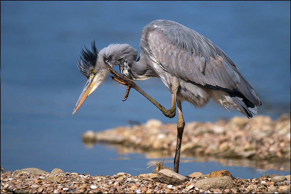 Sony a99 II + Sony 70-400mm F4-5.6 G SSM sample photo. Grey heron photography