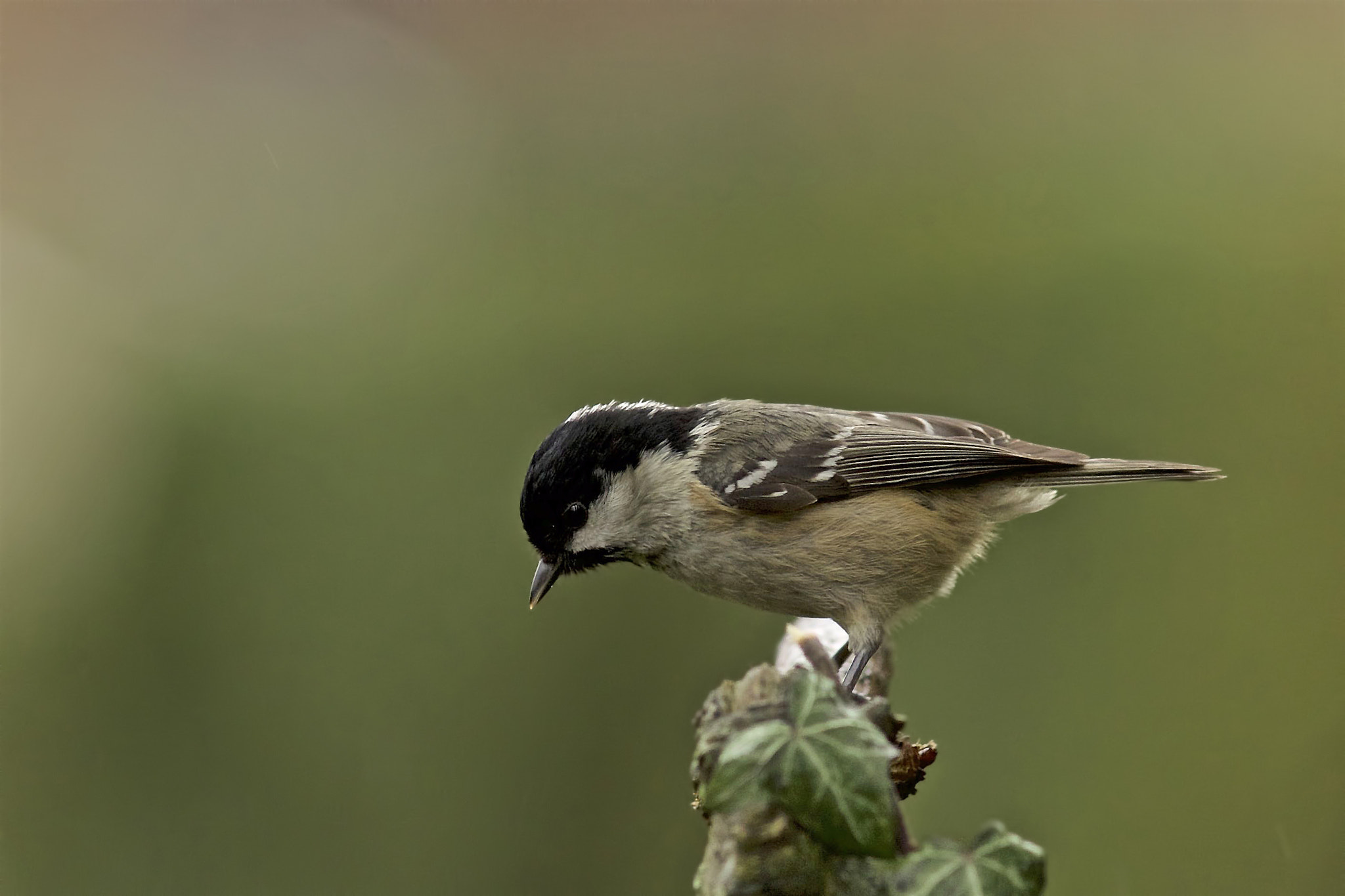 Sony a99 II + Minolta AF 300mm F2.8 HS-APO G sample photo. In the garden, photography