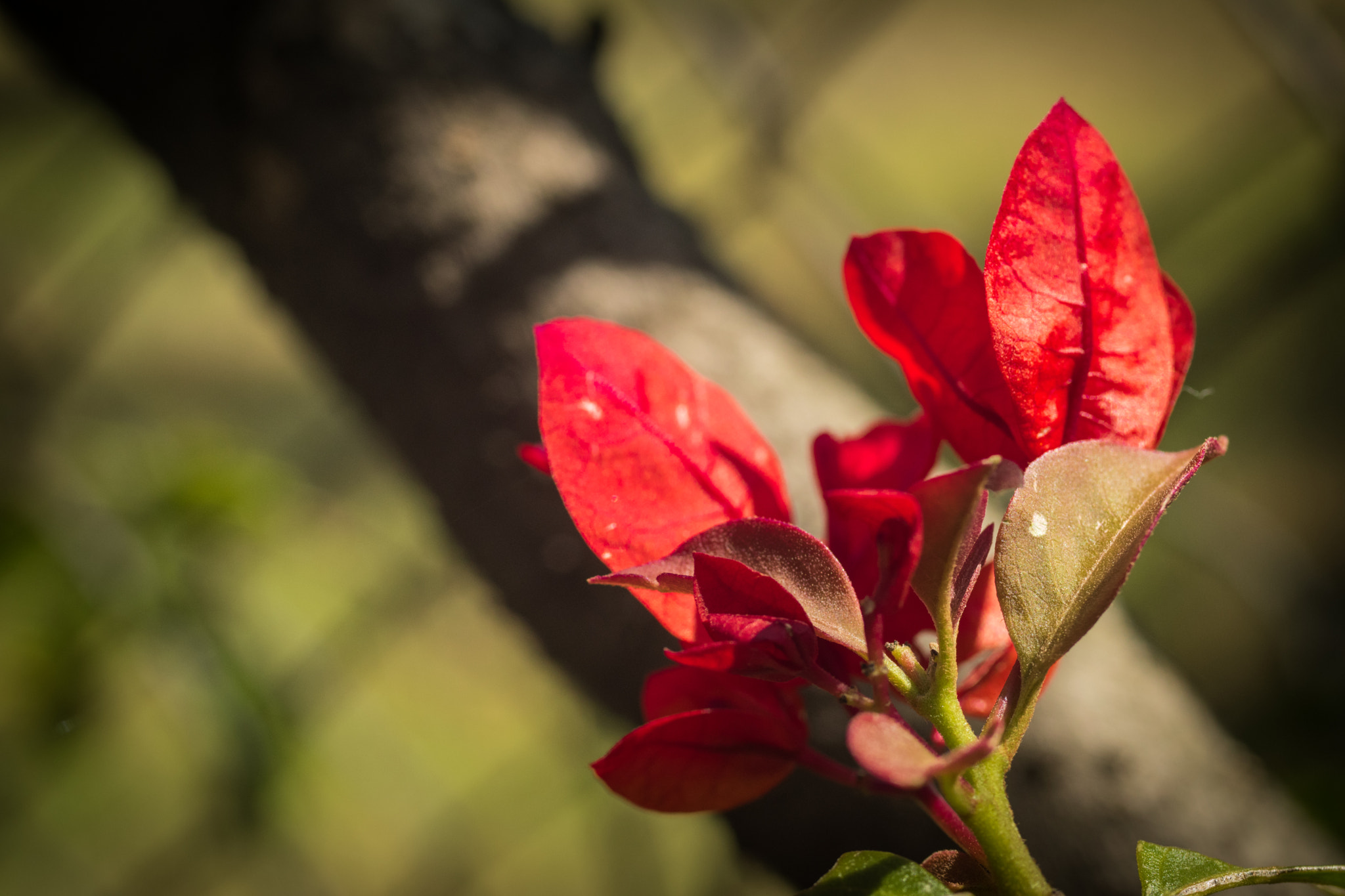 Nikon D5500 sample photo. The red flowers photography