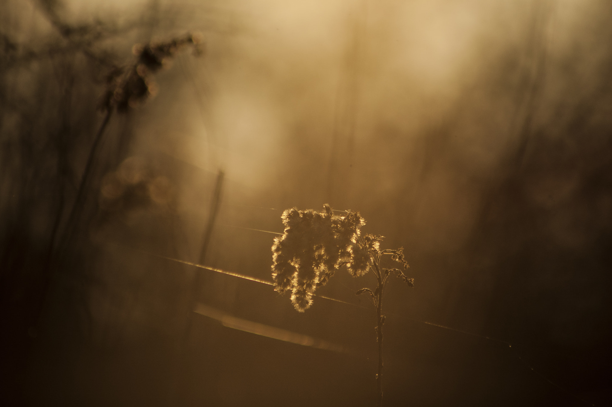 Nikon D70s sample photo. Nature photography